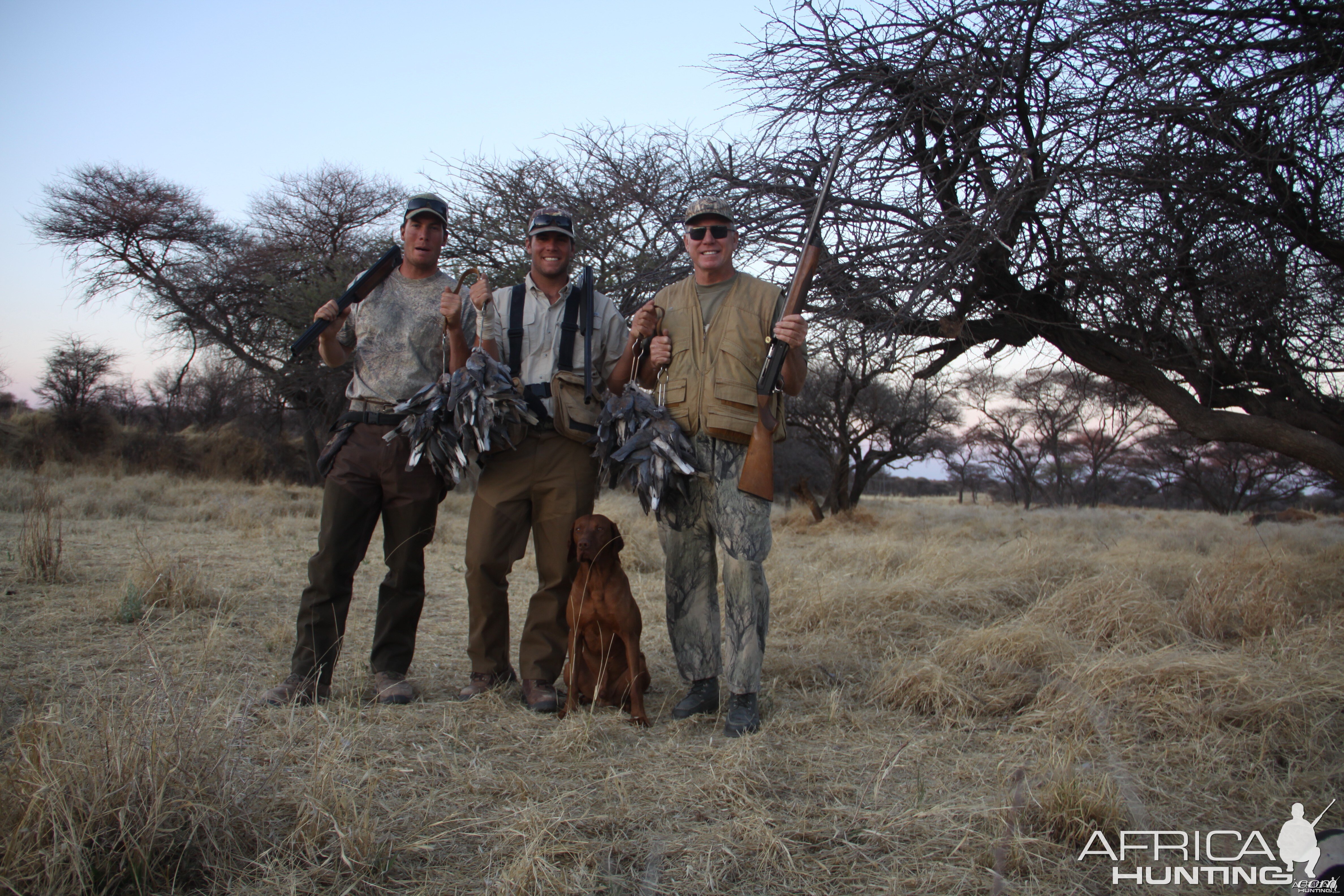 Dove hunted with Ozondjahe Hunting Safaris in Namibia