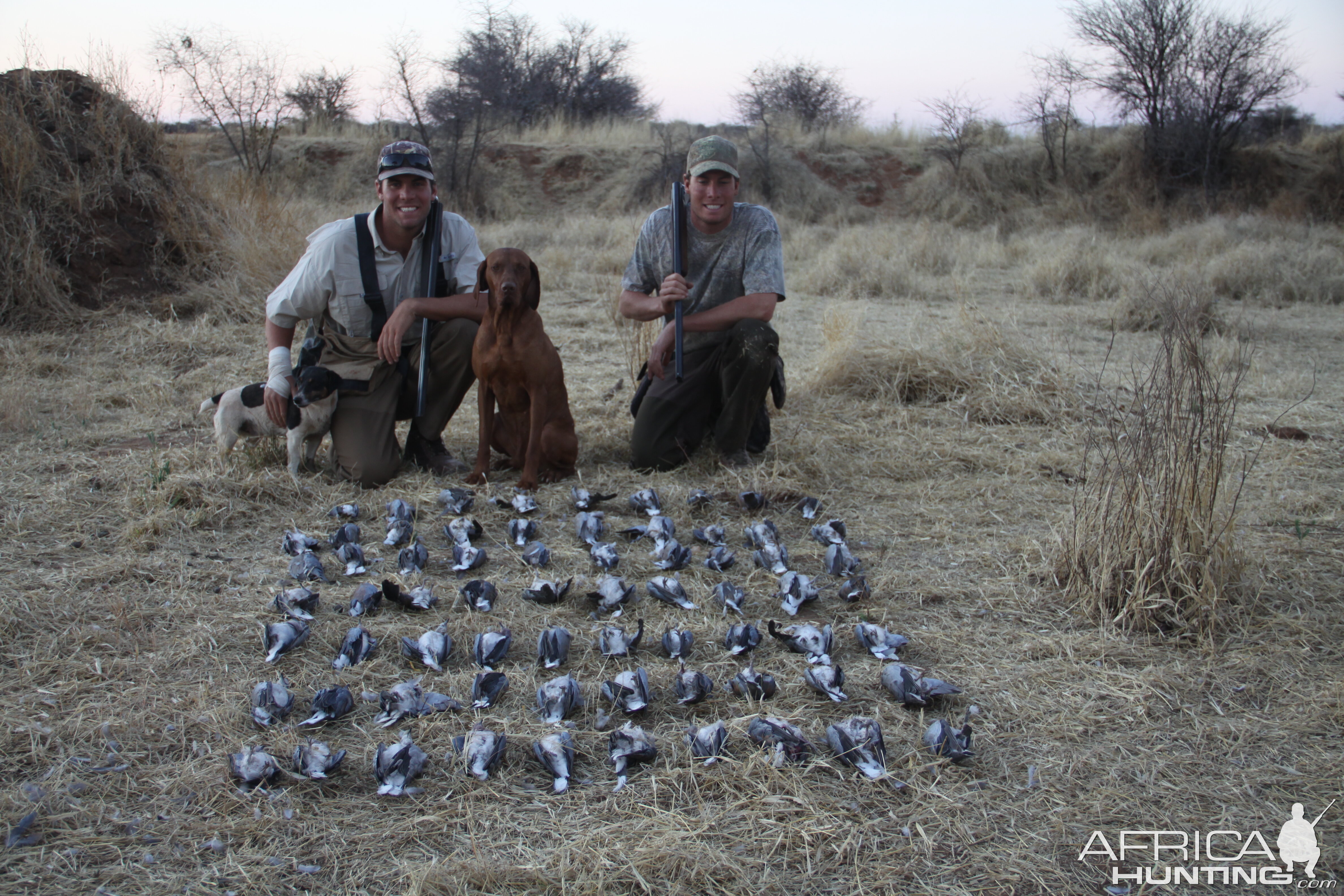 Dove hunted with Ozondjahe Hunting Safaris in Namibia