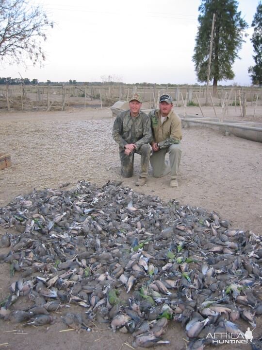 Dove Hunting Argentina