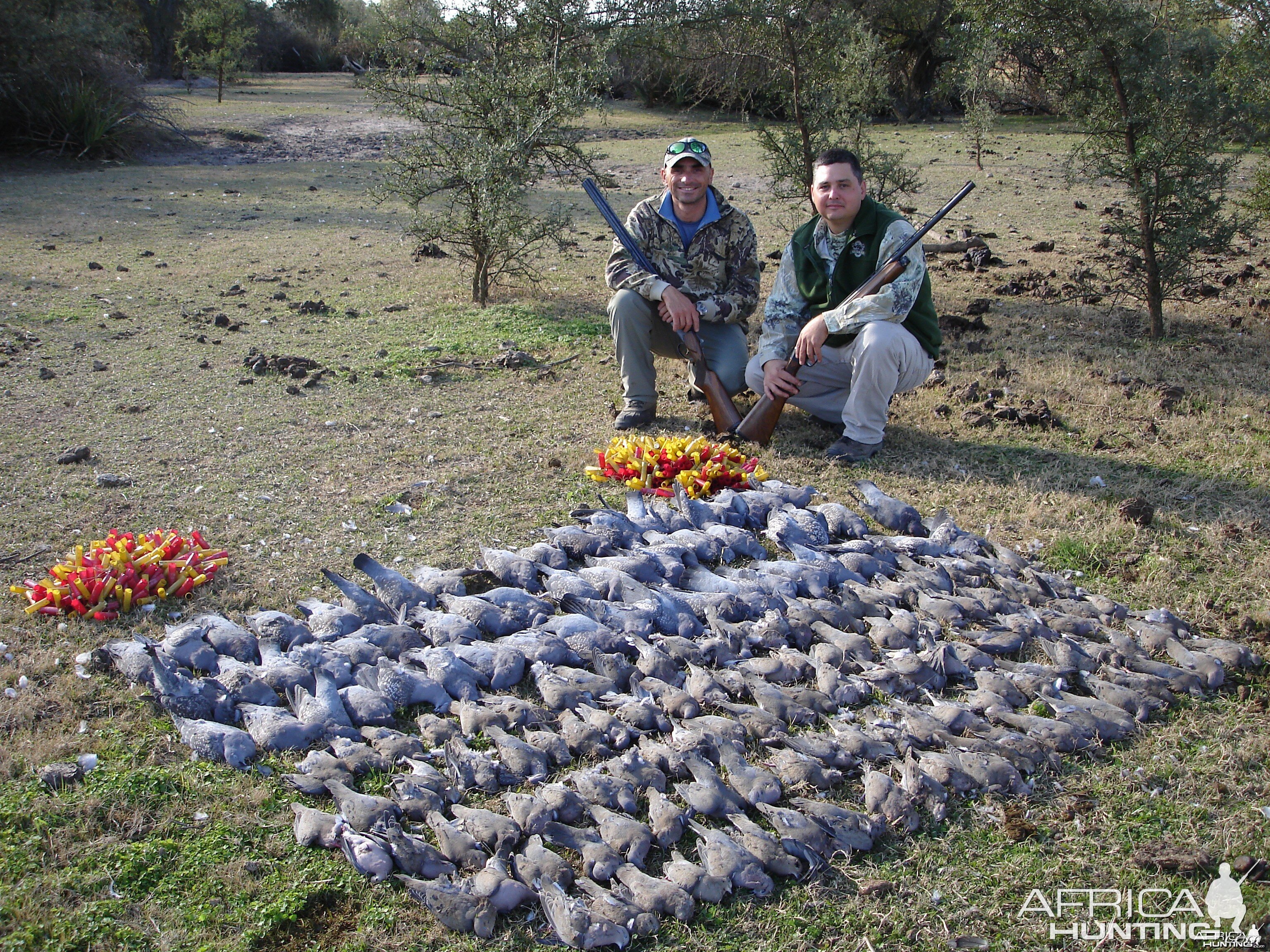 Dove Hunting in Argentina