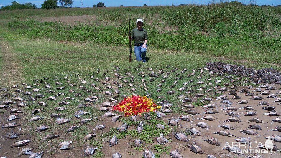 Dove Hunting in Cordoba, Argentina