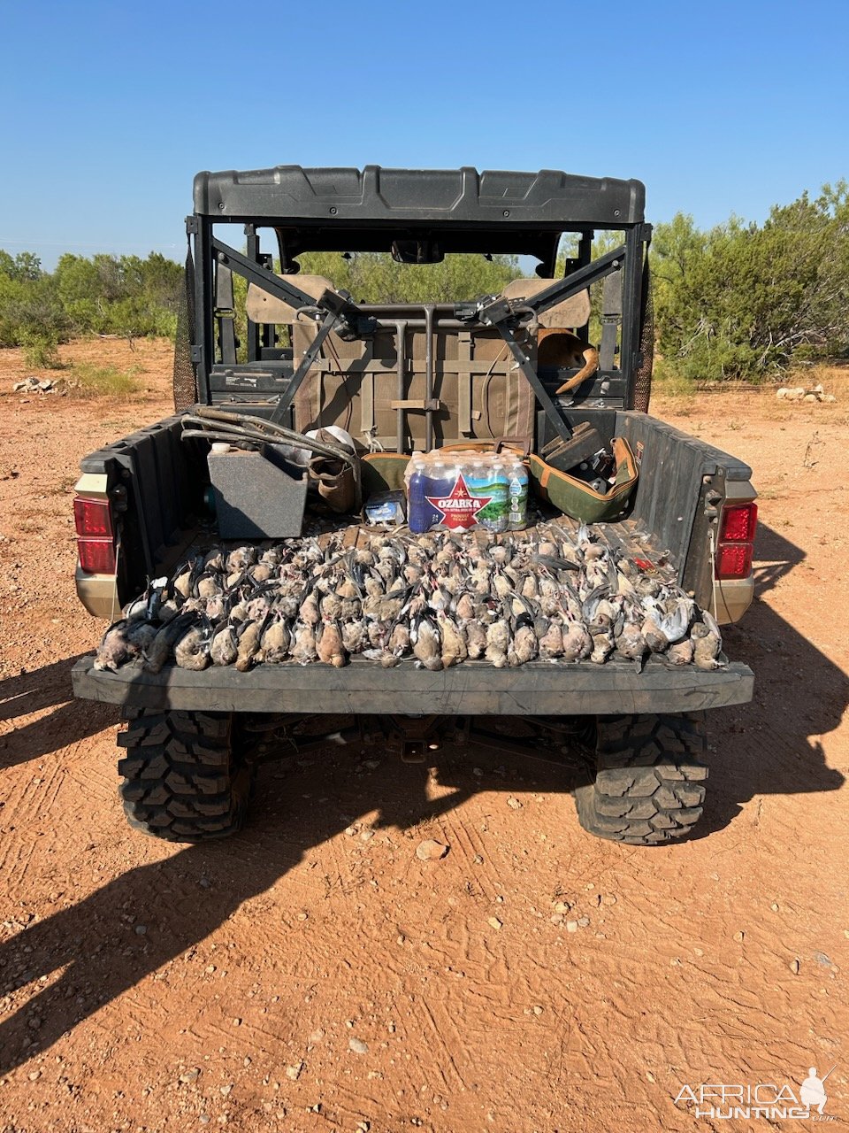 Dove Hunting