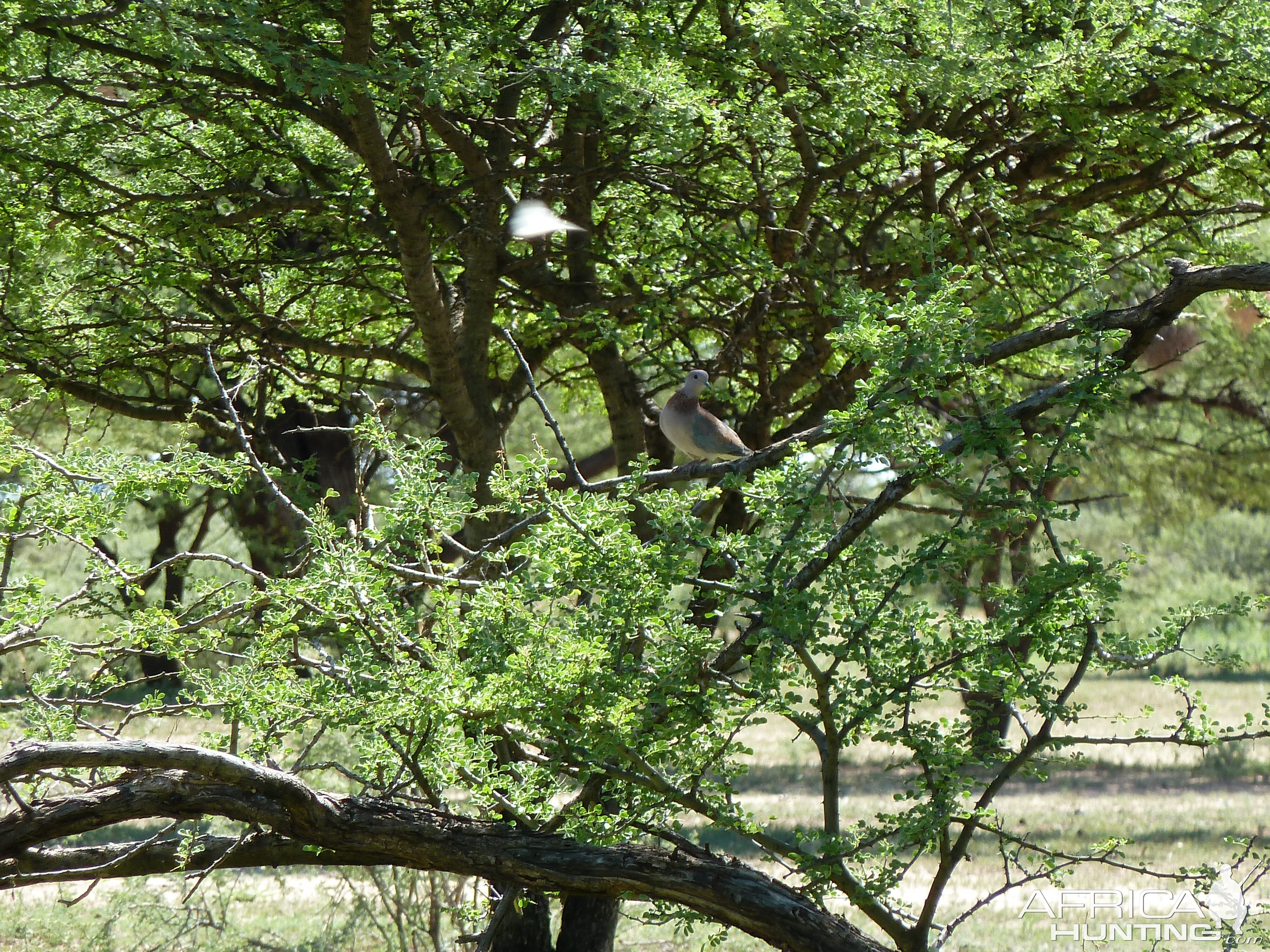 Dove Namibia