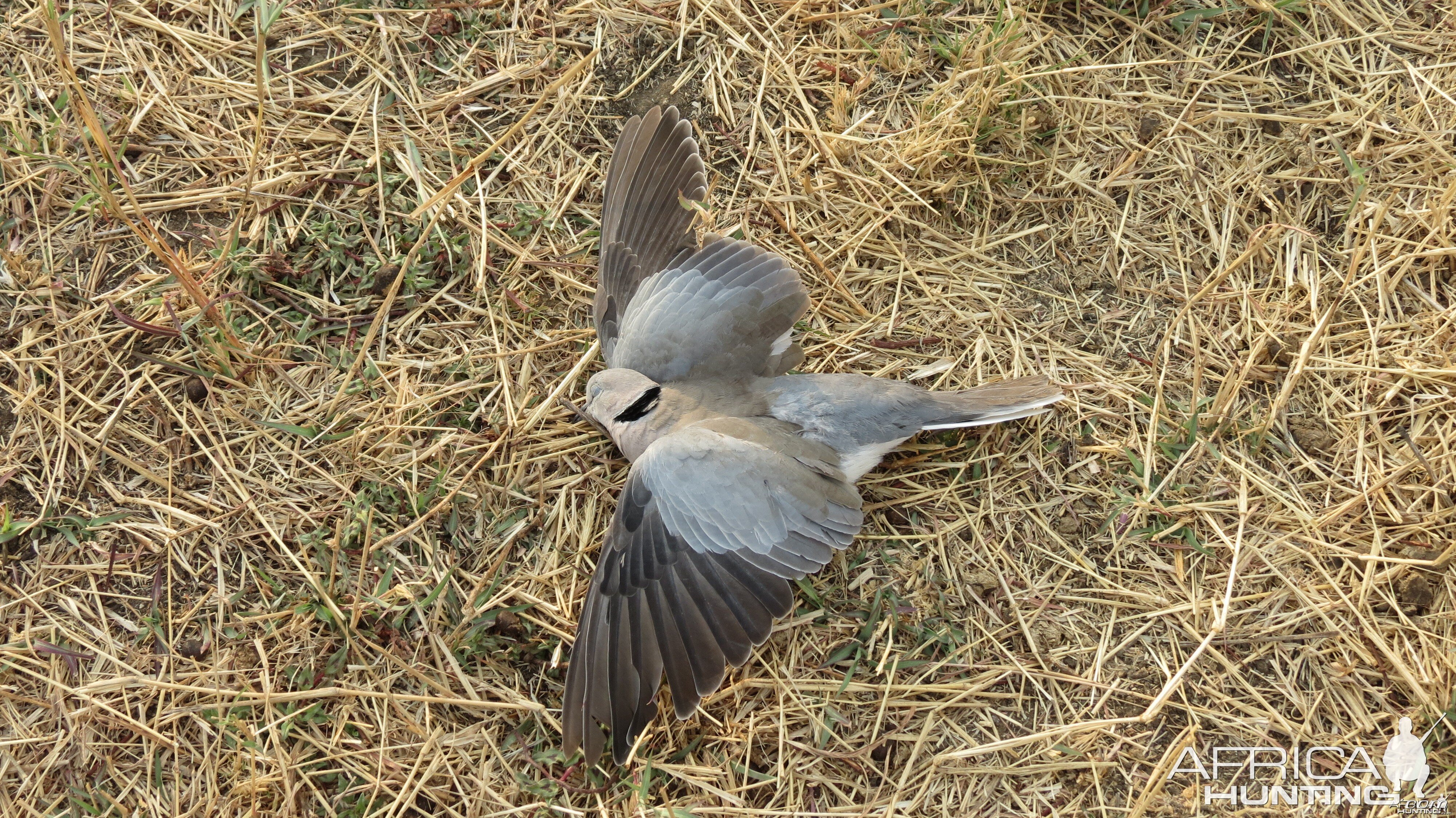 Dove Namibia