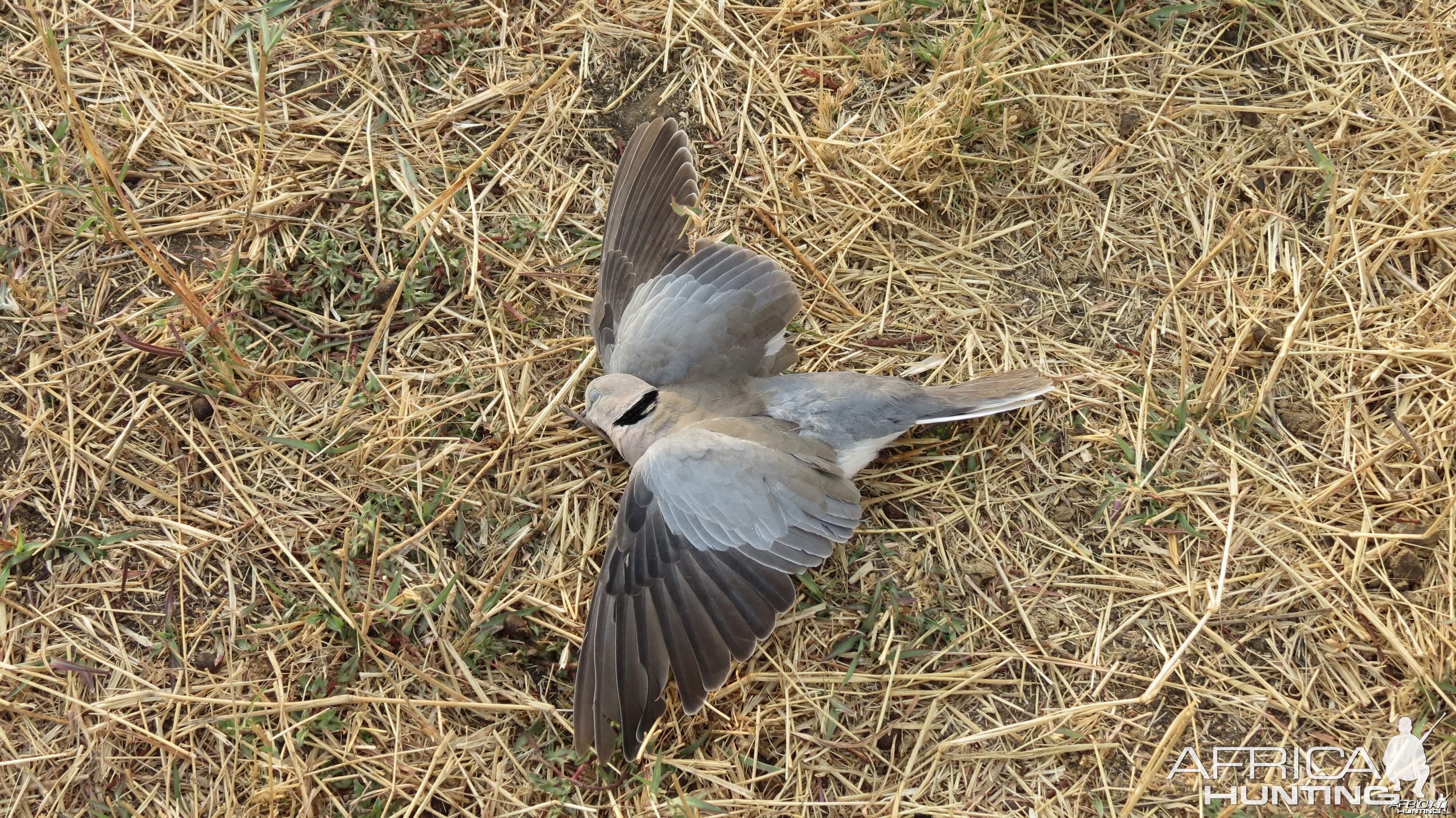 Dove Namibia