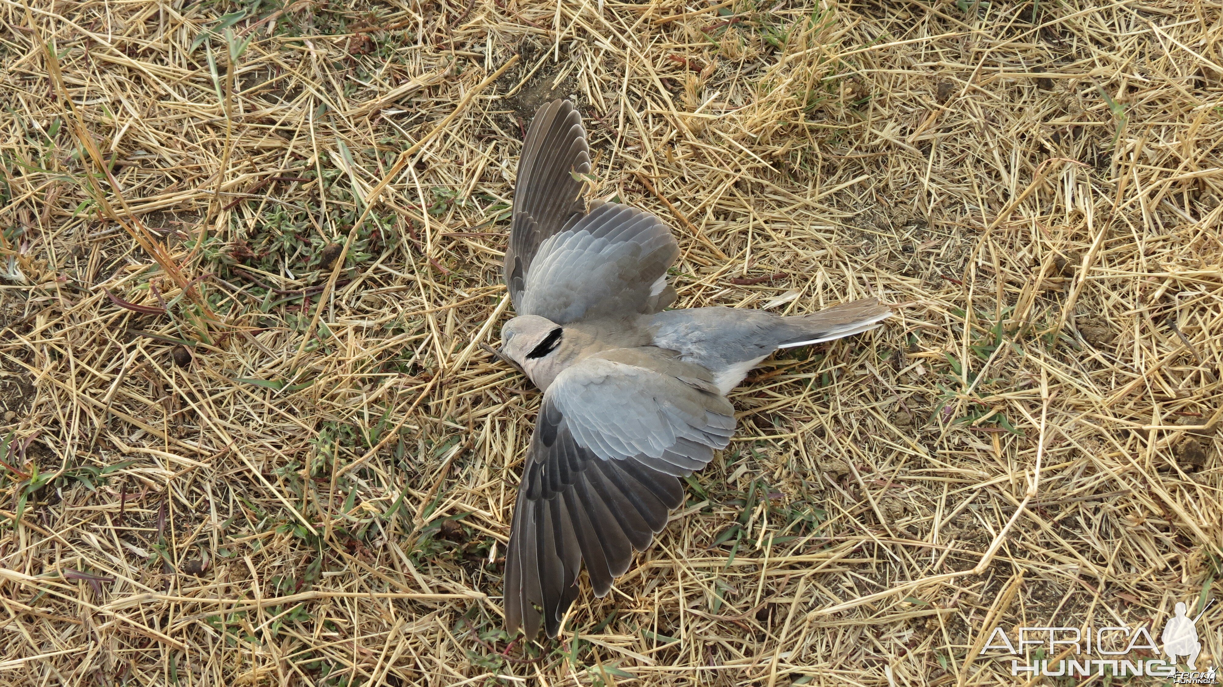 Dove Namibia