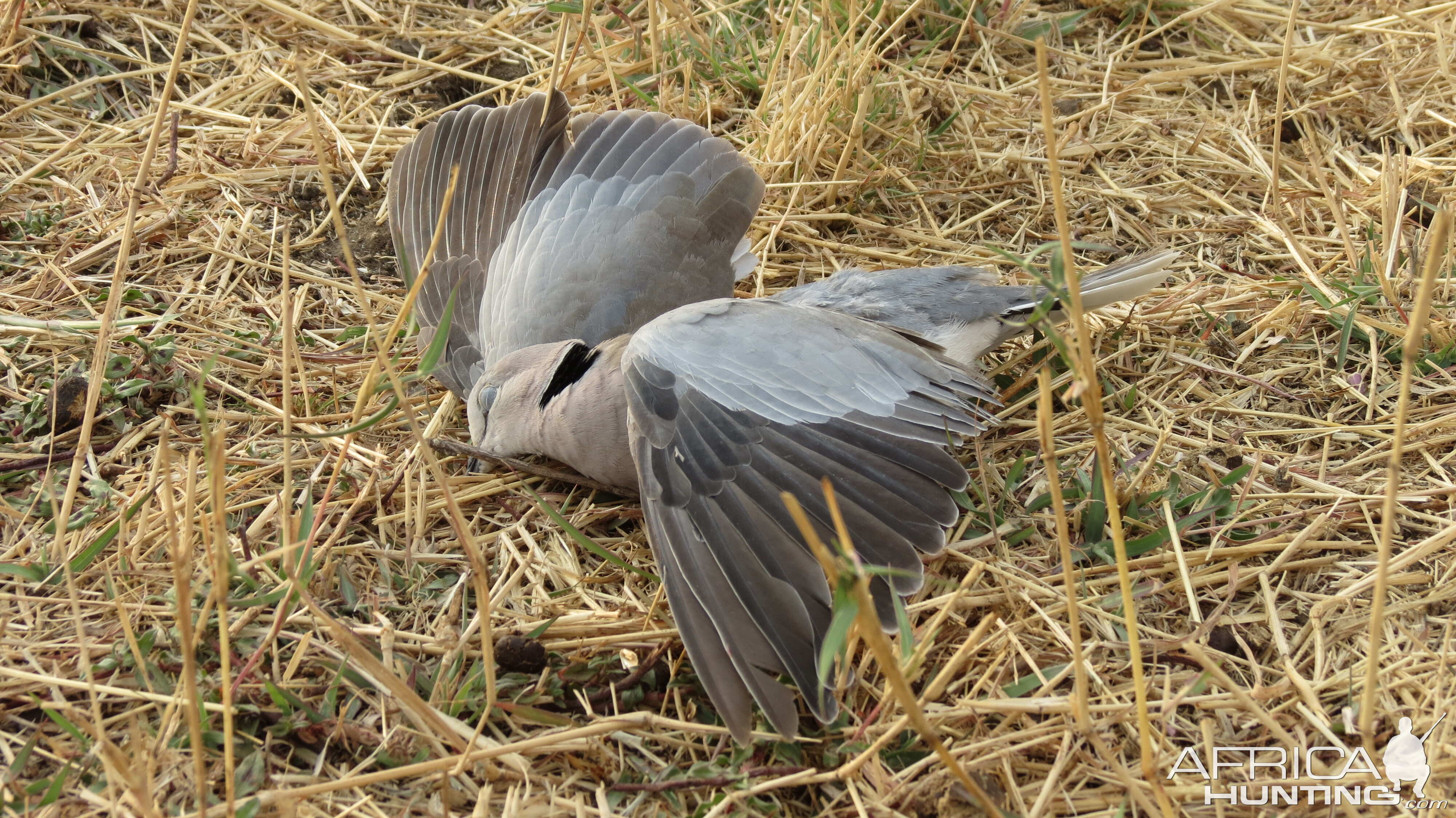 Dove Namibia