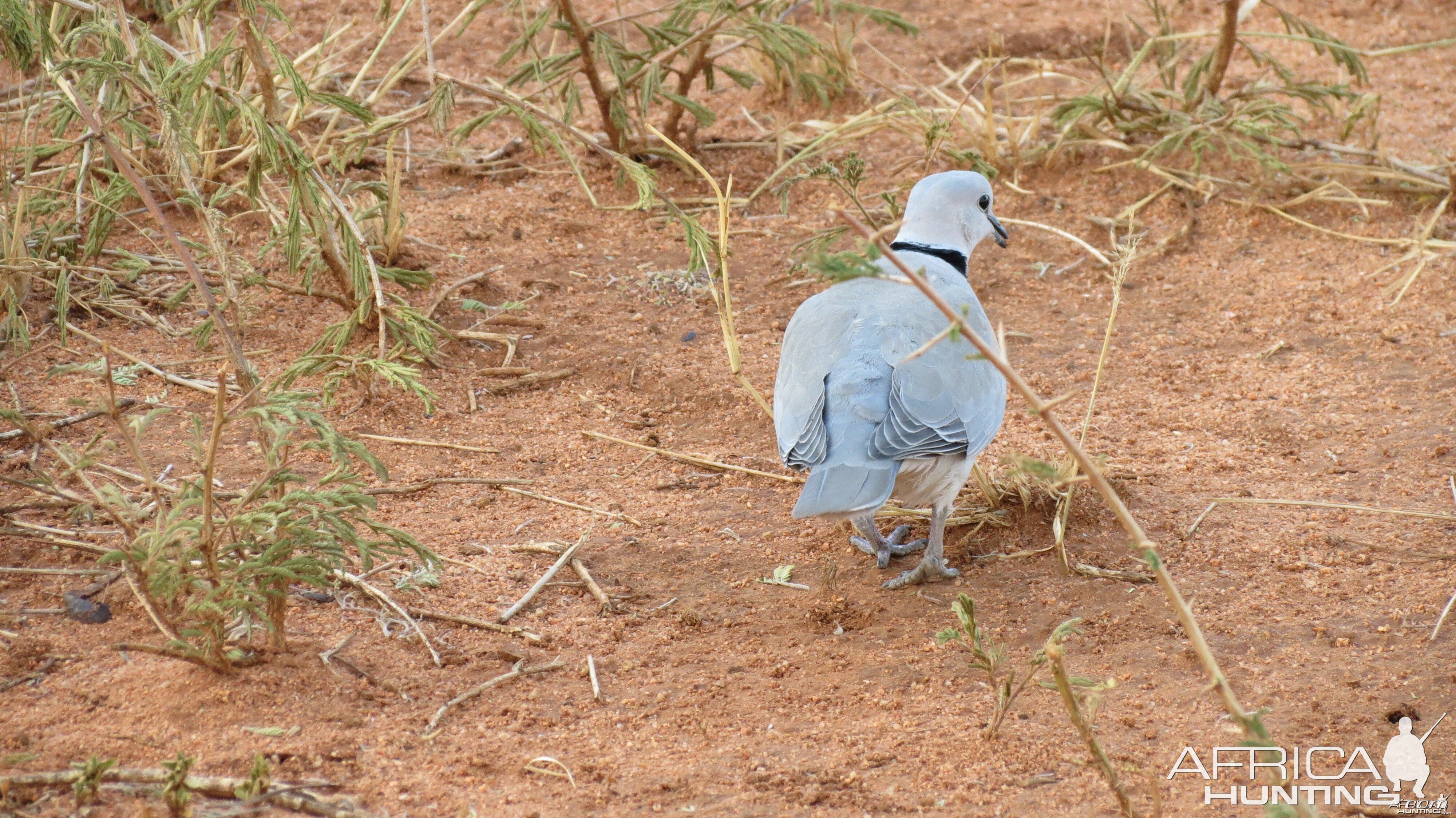 Dove Namibia