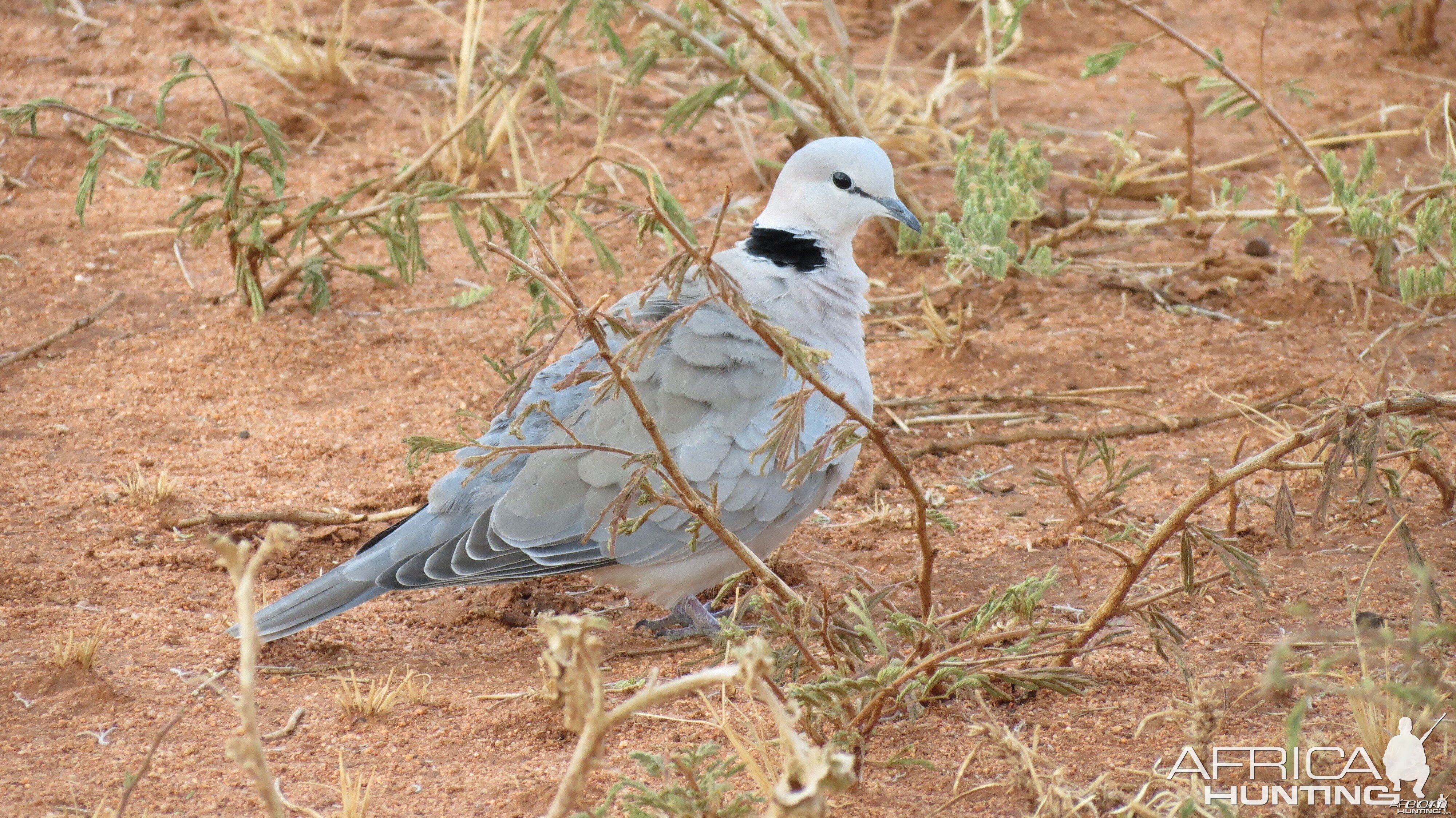 Dove Namibia