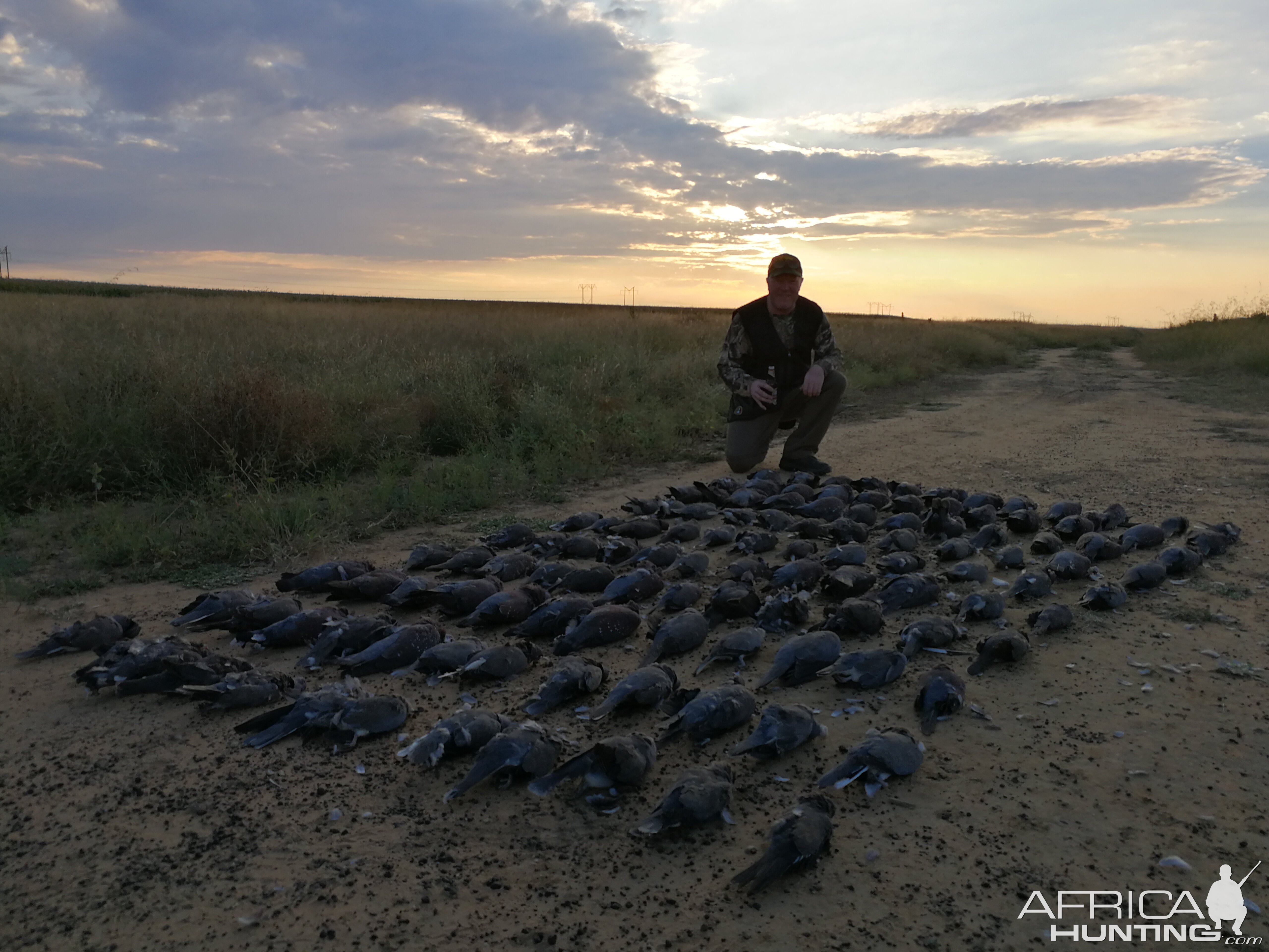 Dove & Pigeon Hunting South Africa