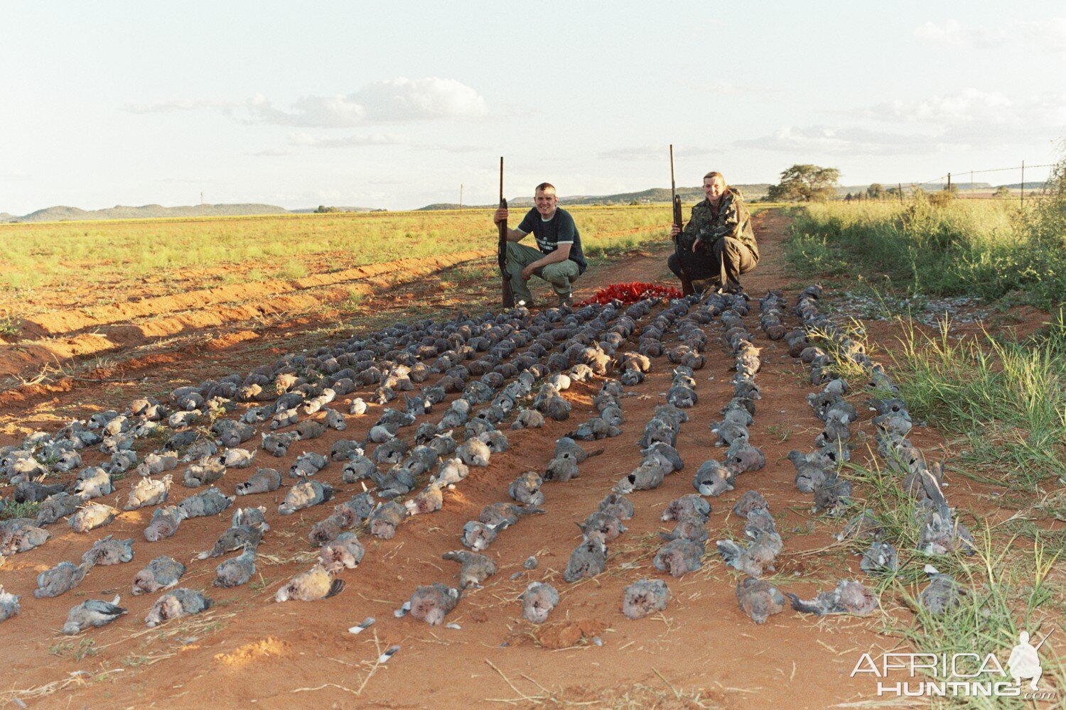 Dove & Pigeon Shooting