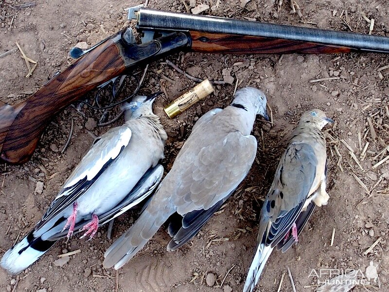 Dove Shooting