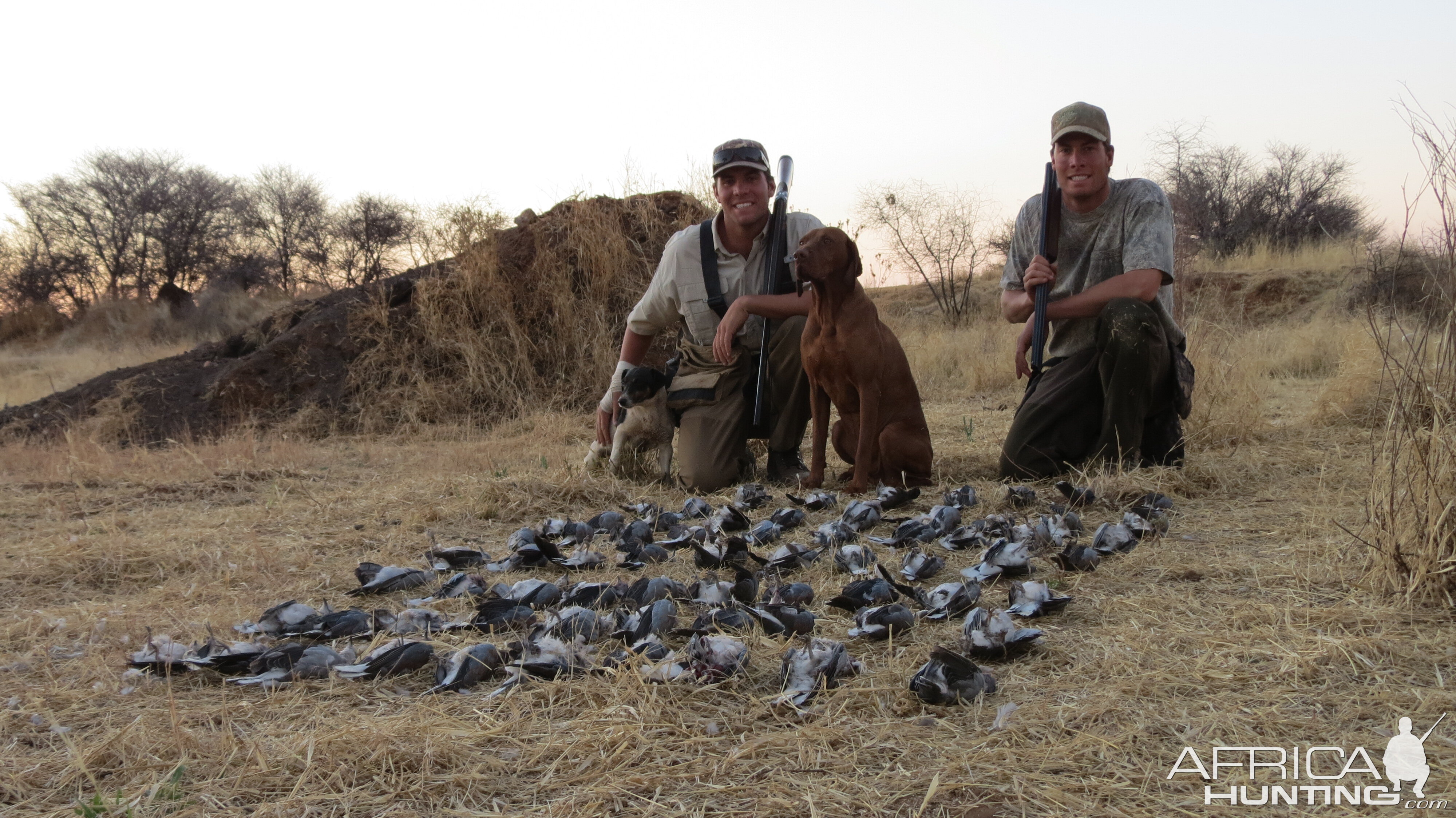 Doves hunted with Ozondjahe Hunting Safaris in Namibia