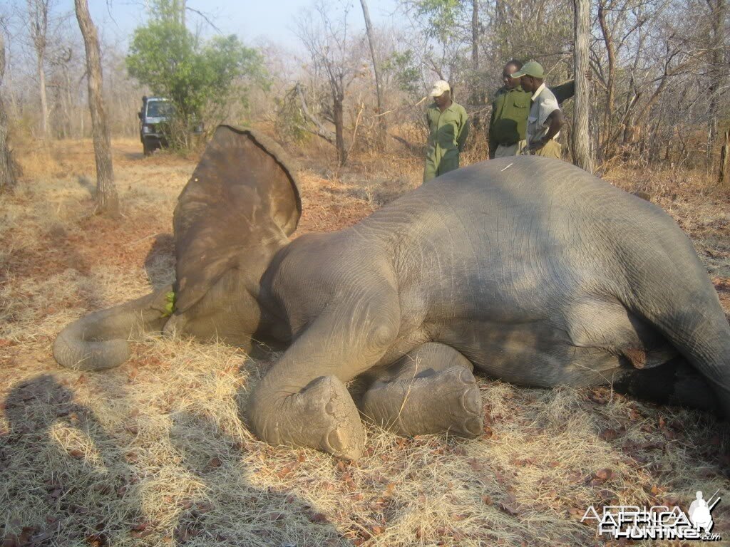 Dr. Jo Hall's Elephant