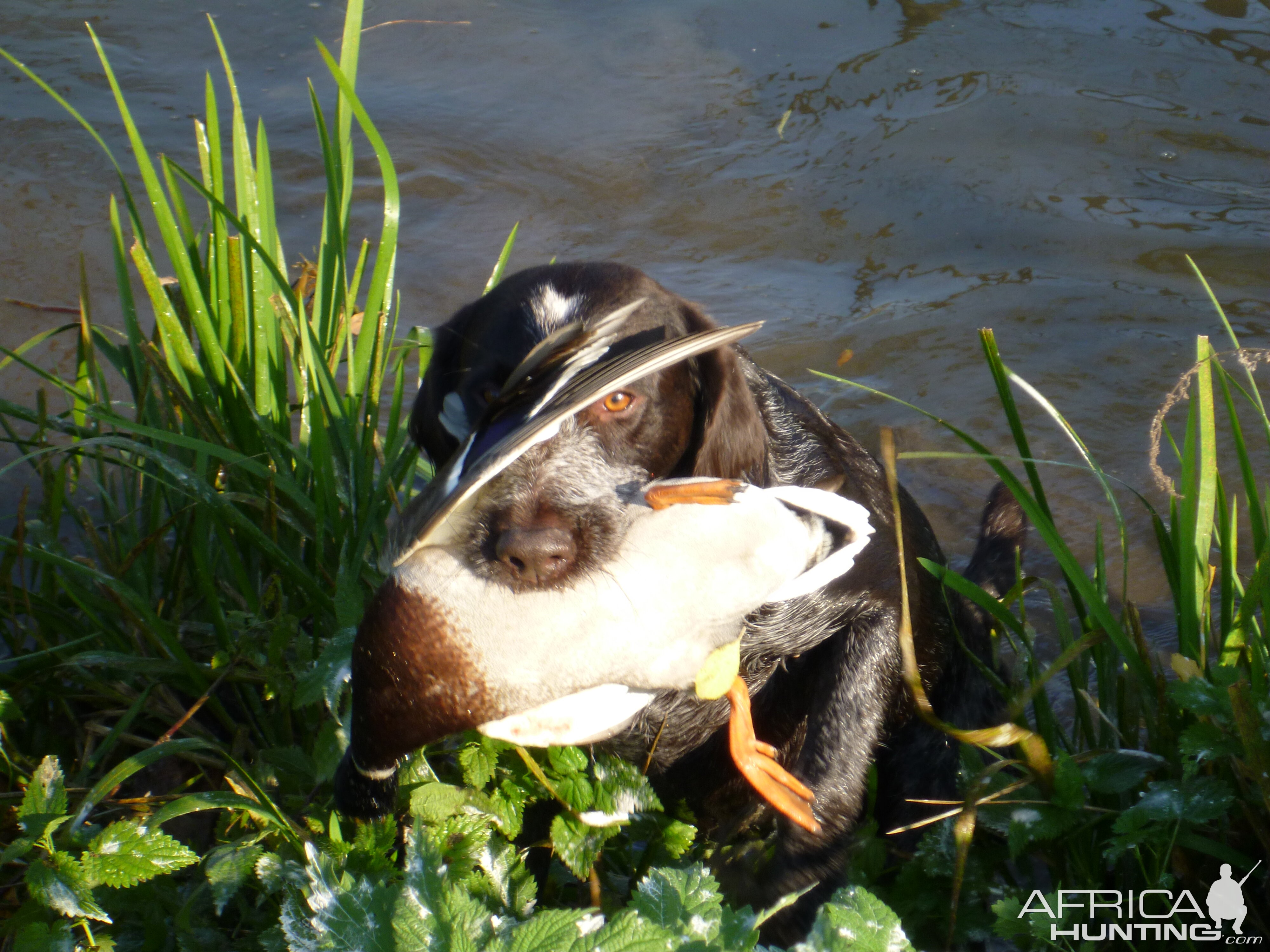 Drahthaar Hunting in France