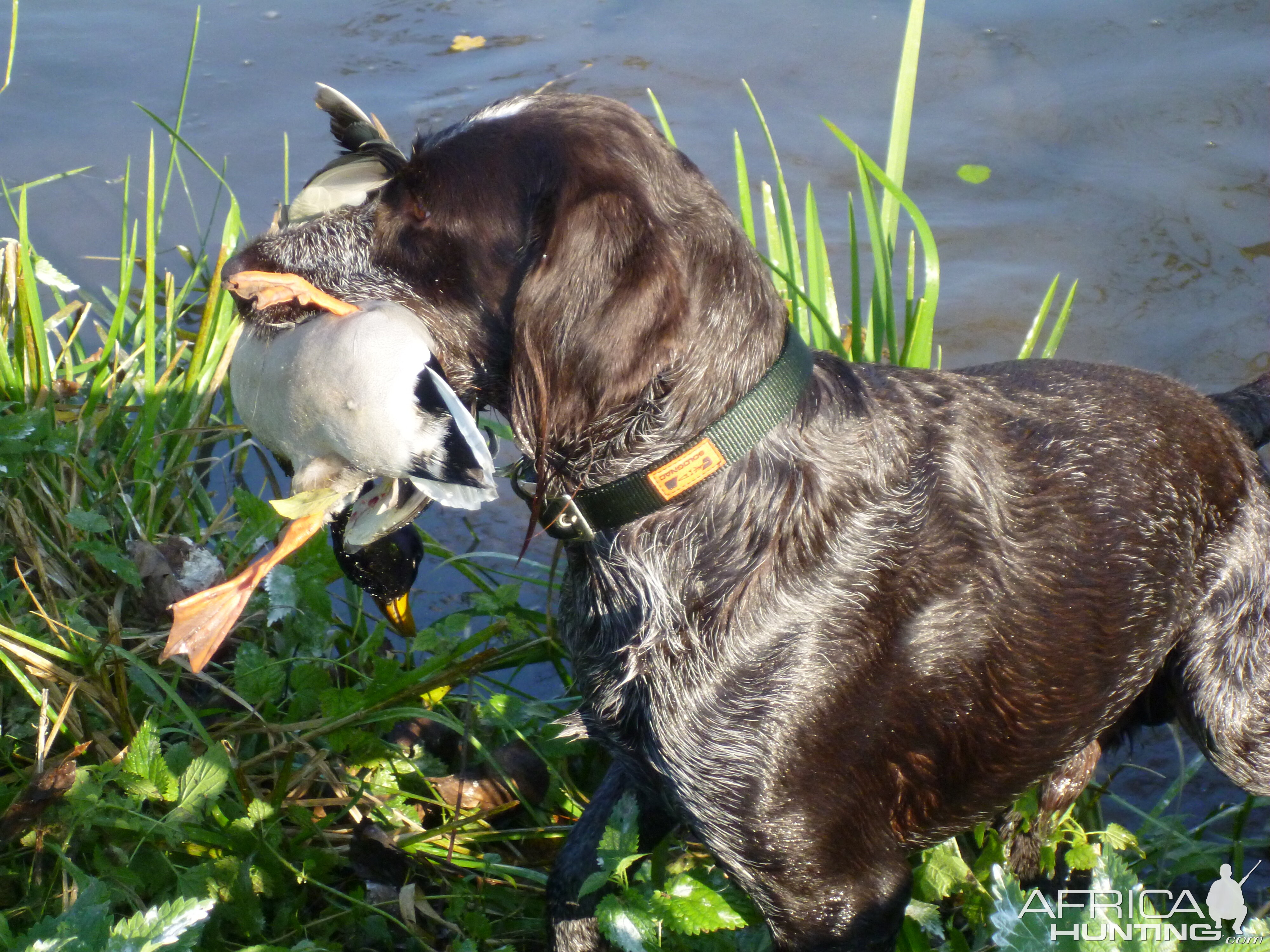 Drahthaar Hunting in France