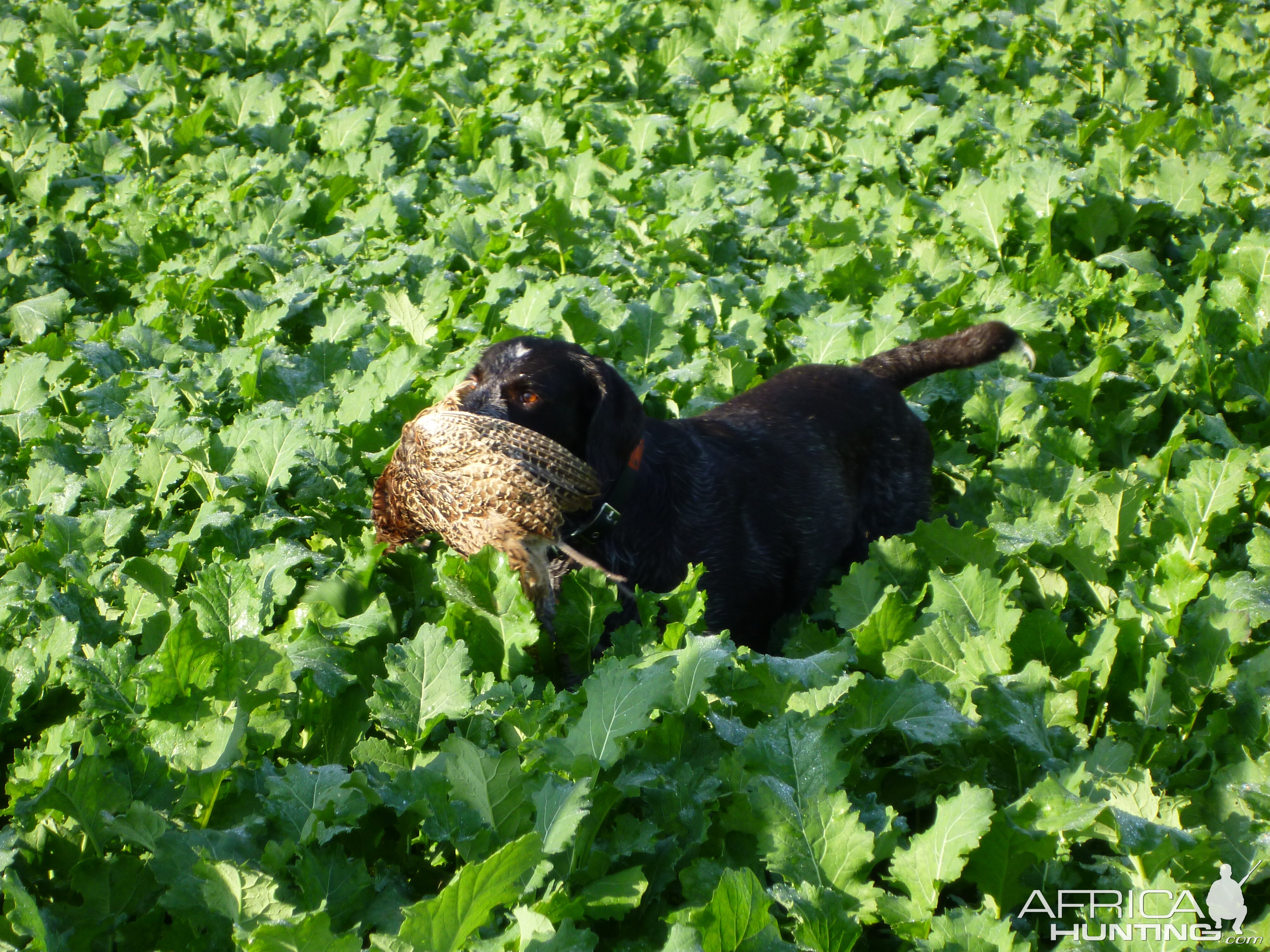 Drahthaar Hunting in France