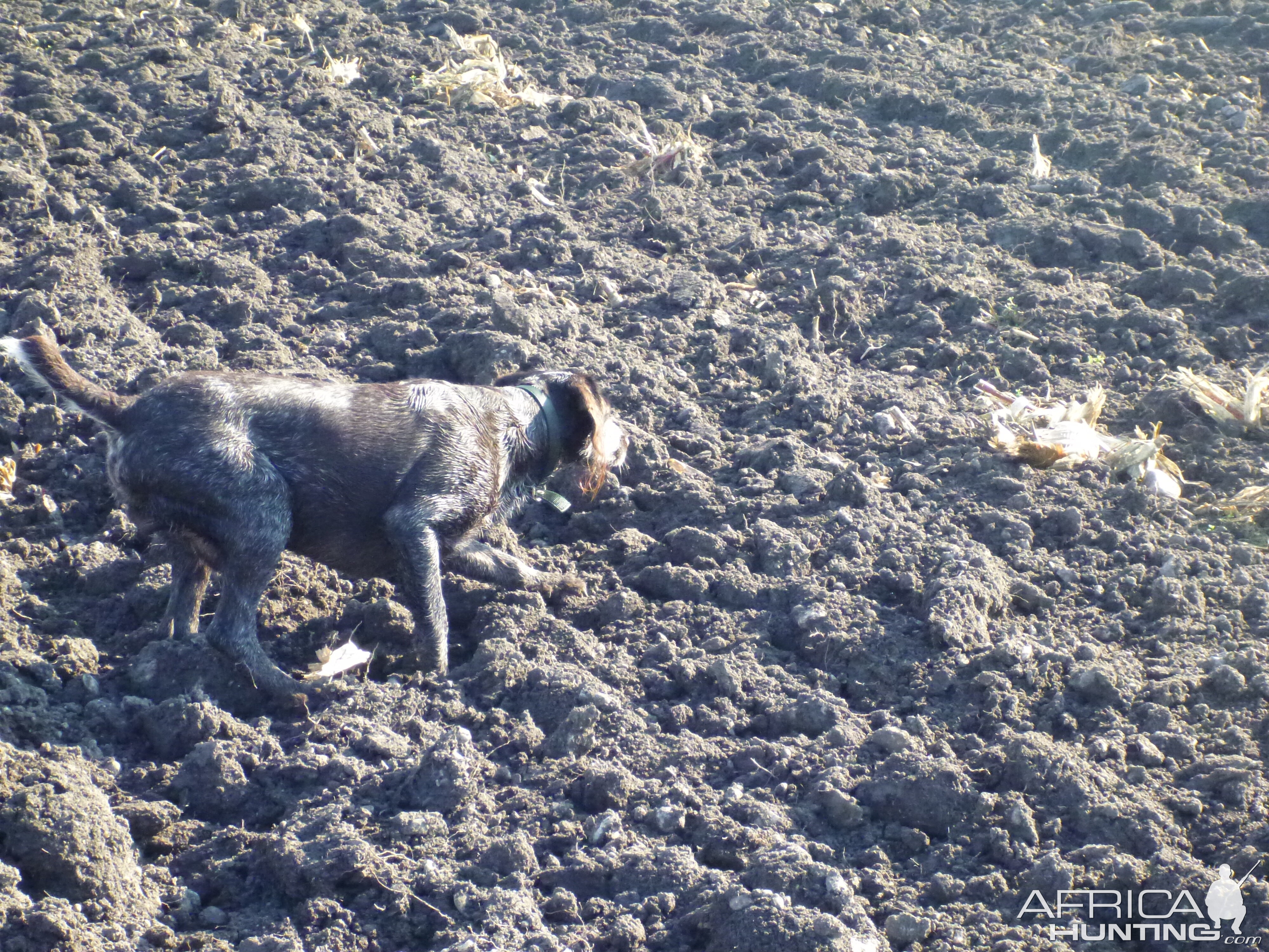 Drahthaar Hunting in France