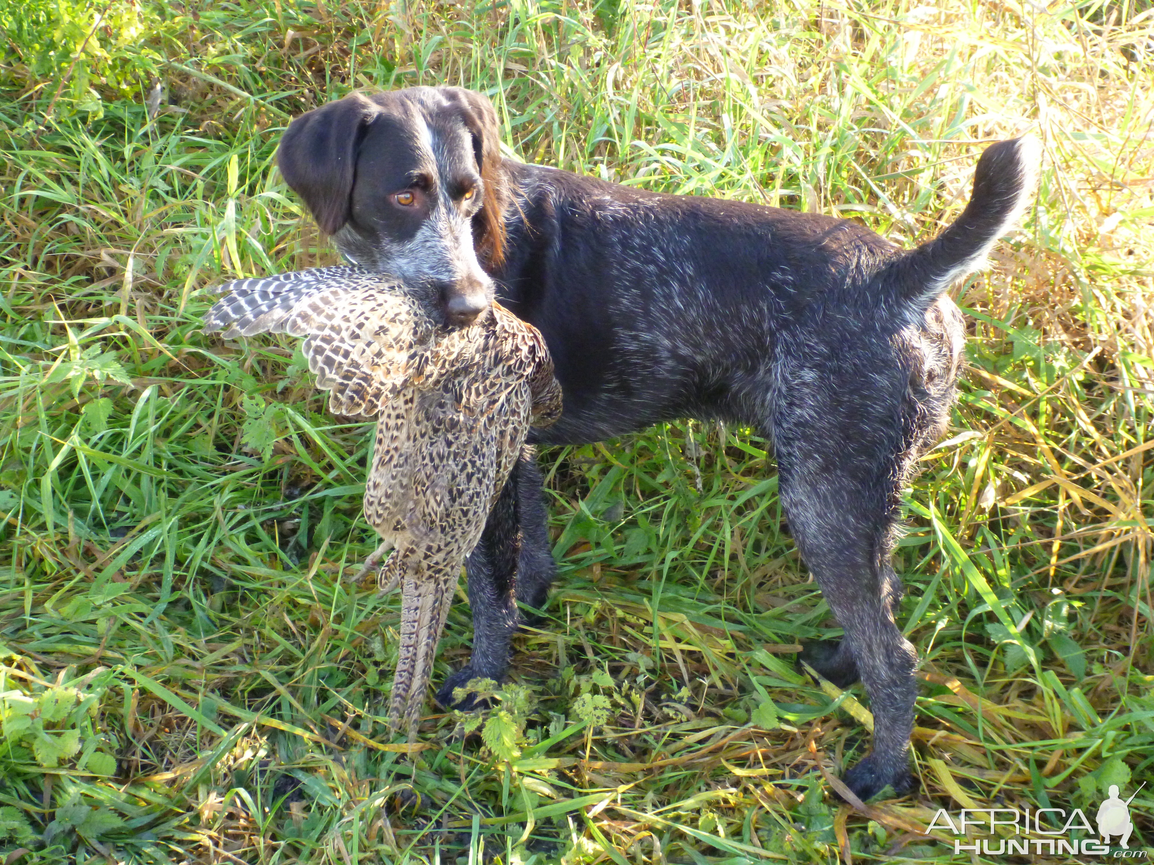 Drahthaar Hunting in France