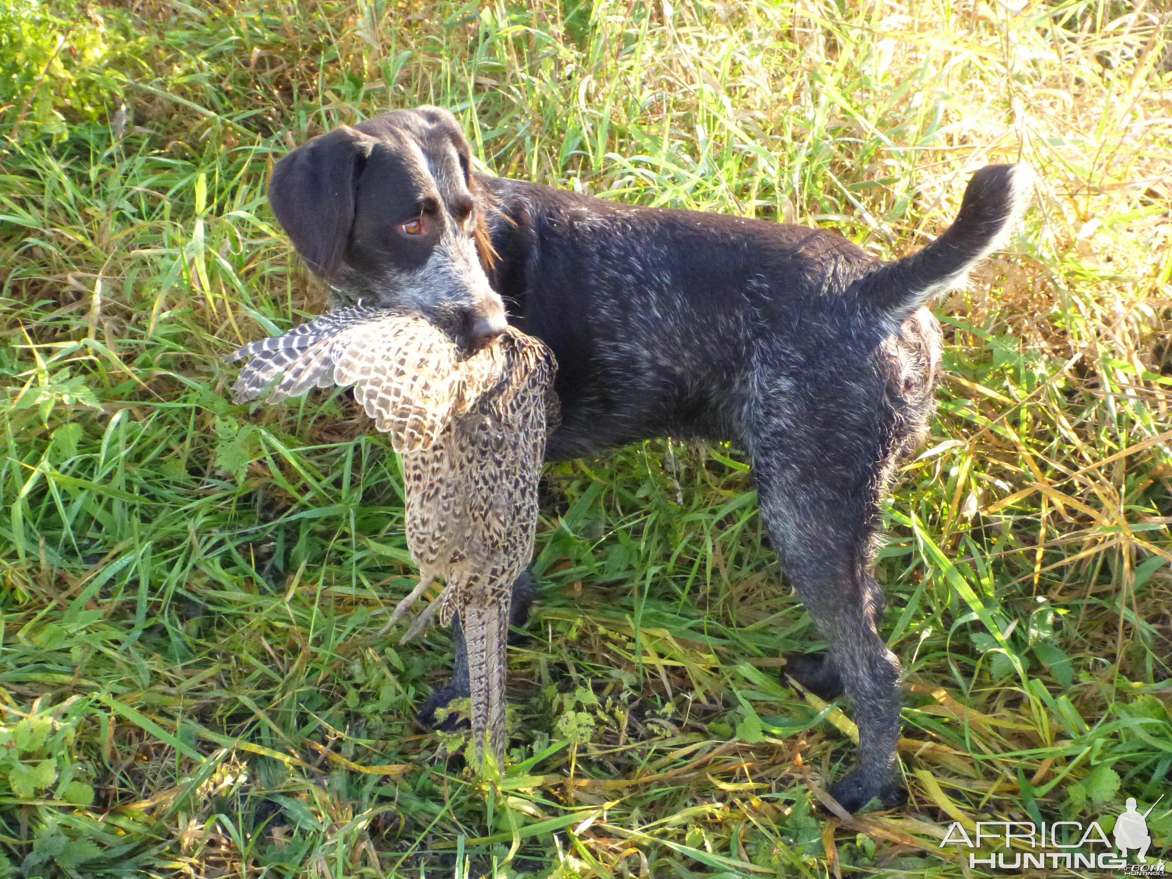 Drahthaar Hunting in France