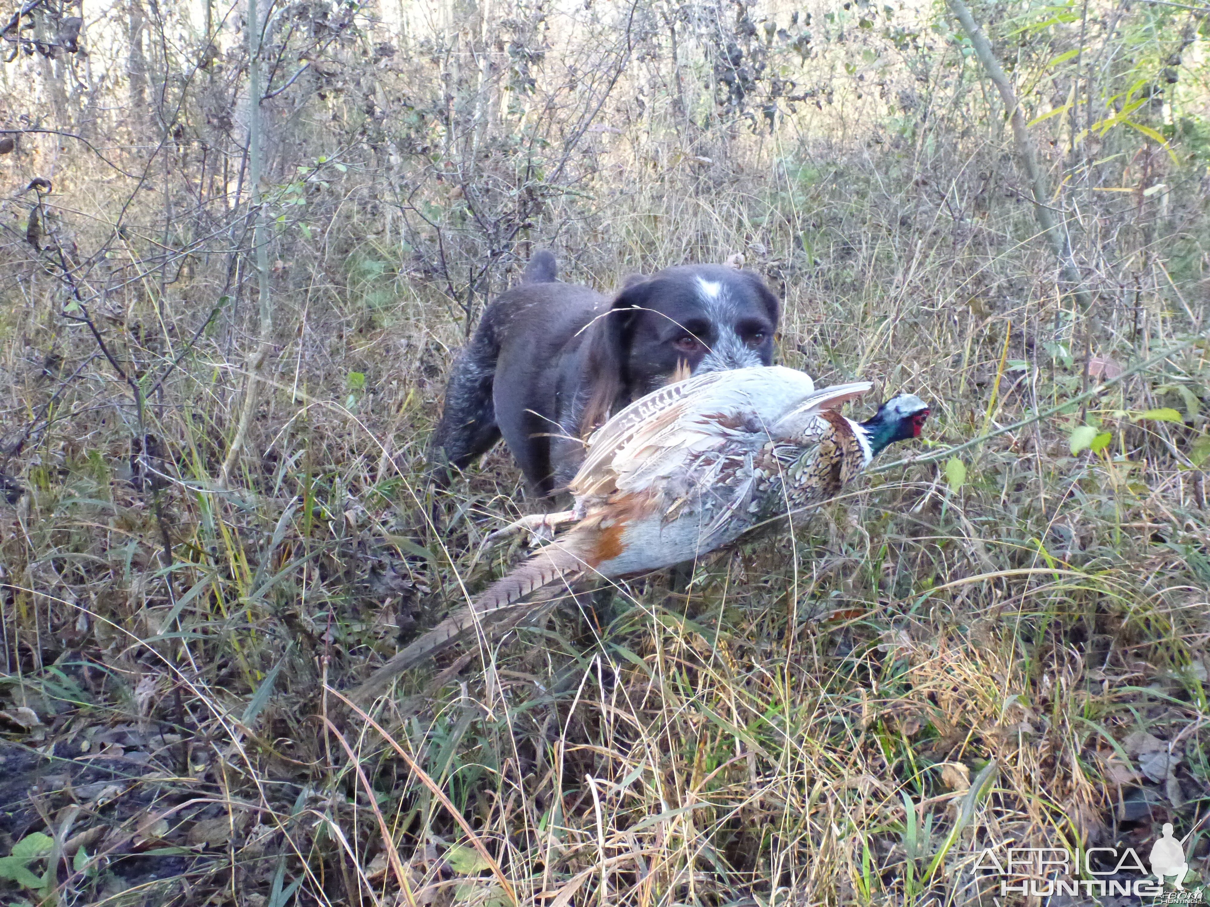 Drahthaar Hunting in France