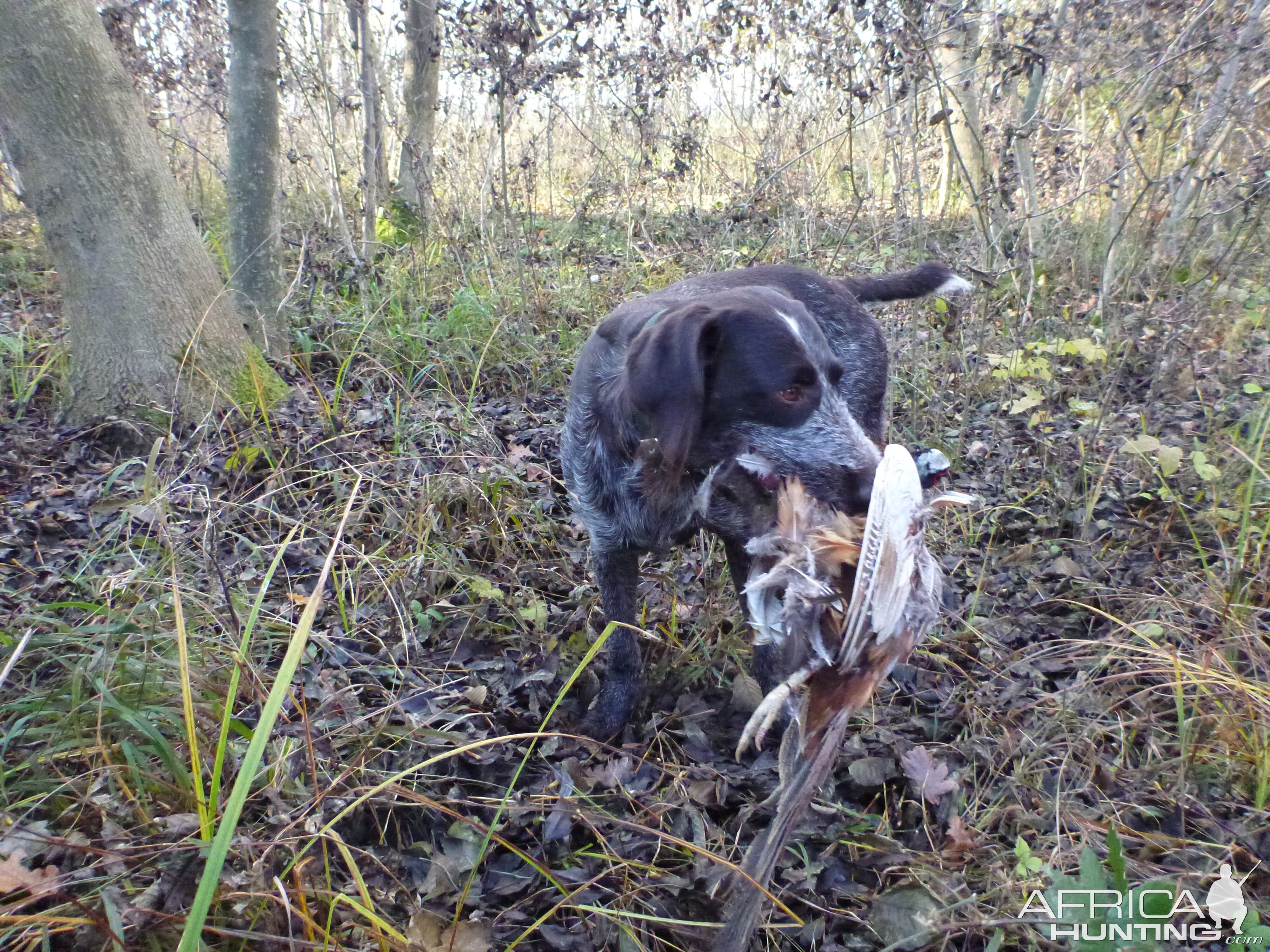 Drahthaar Hunting in France