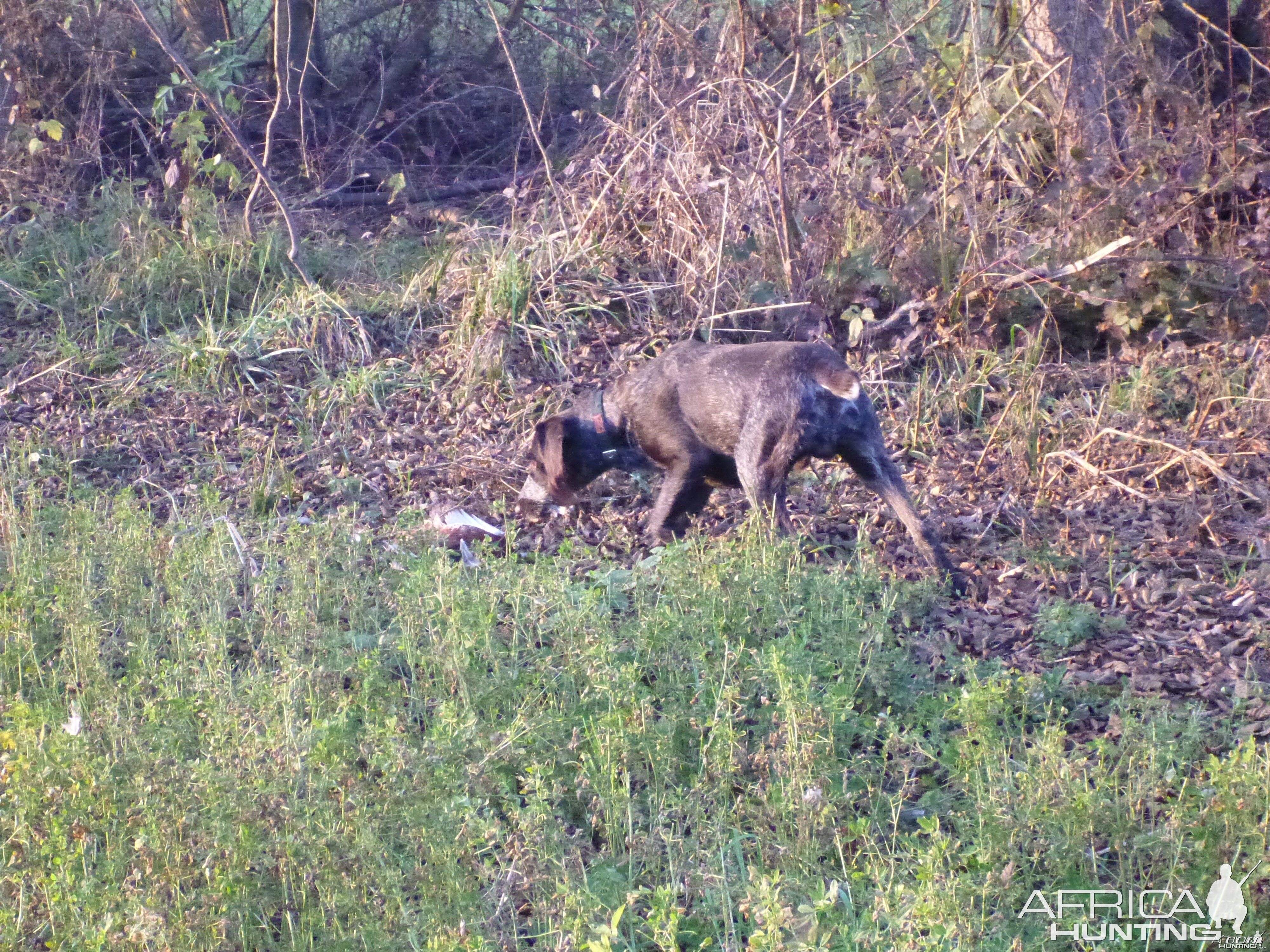 Drahthaar Hunting in France