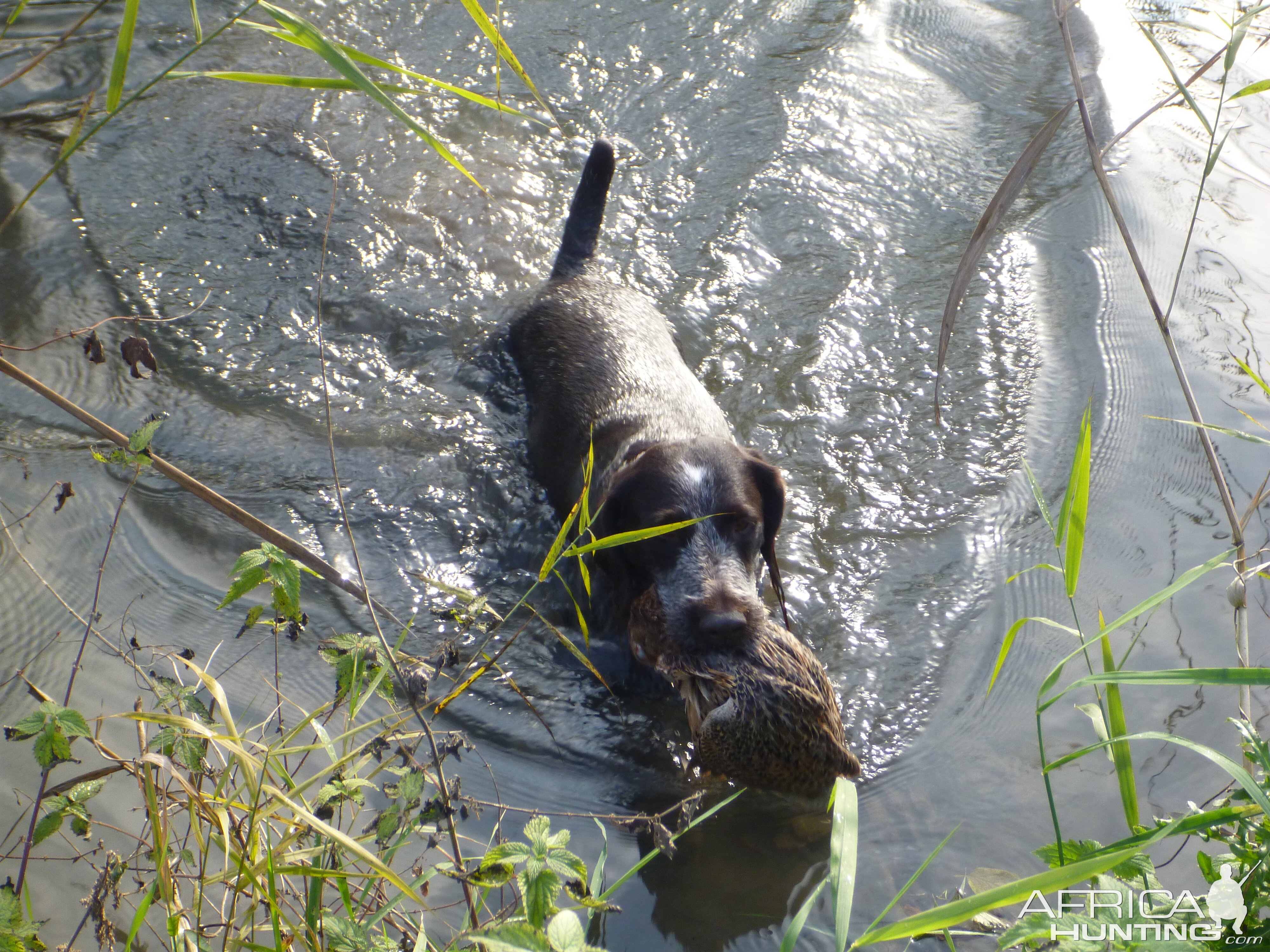 Drahthaar Hunting in France