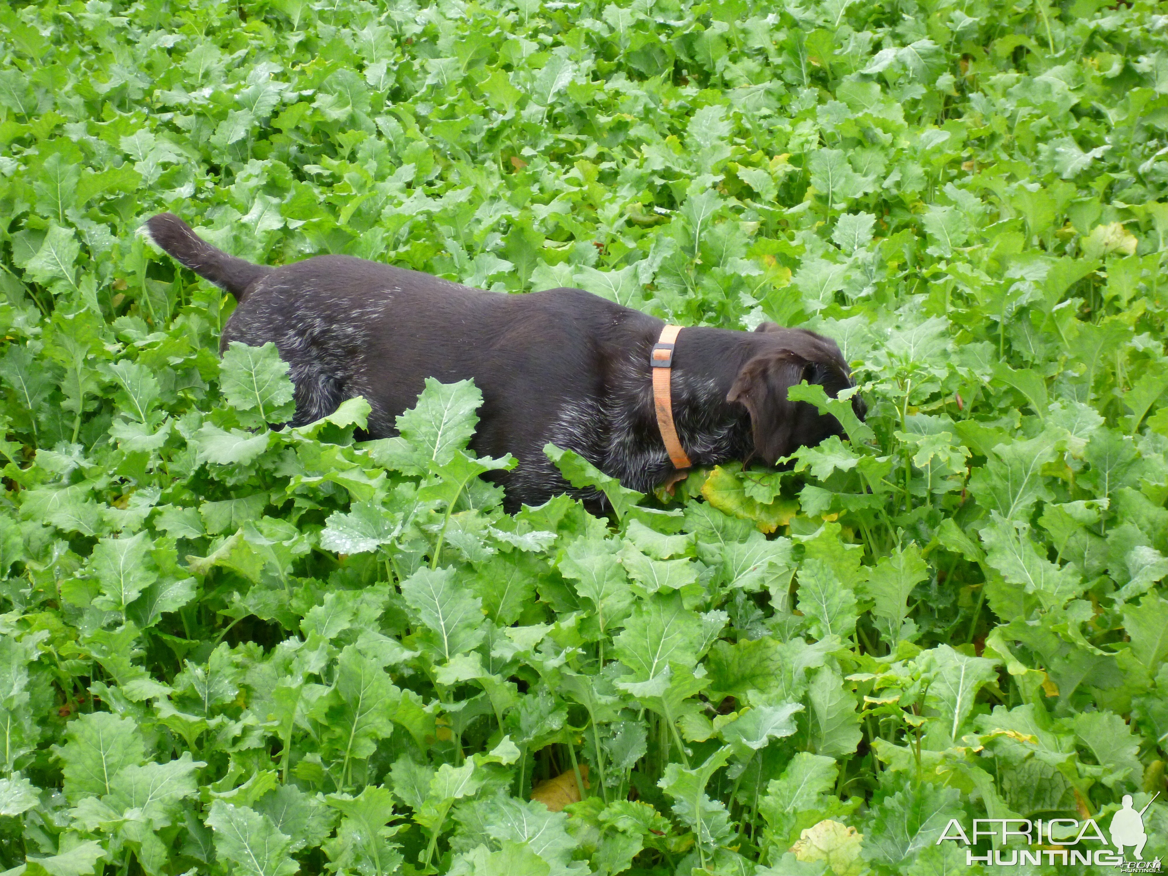 Drahthaar Hunting in France