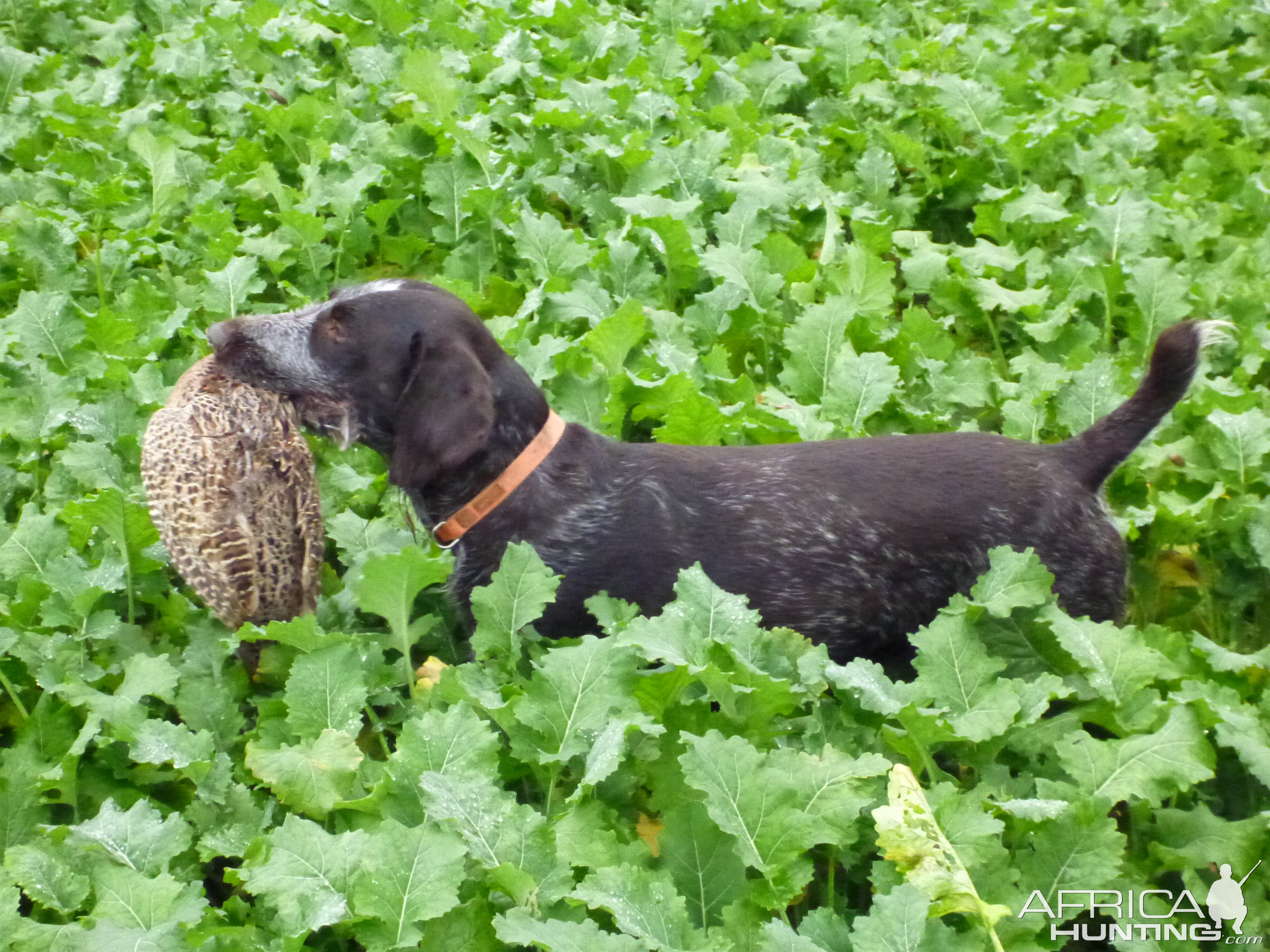 Drahthaar Hunting in France