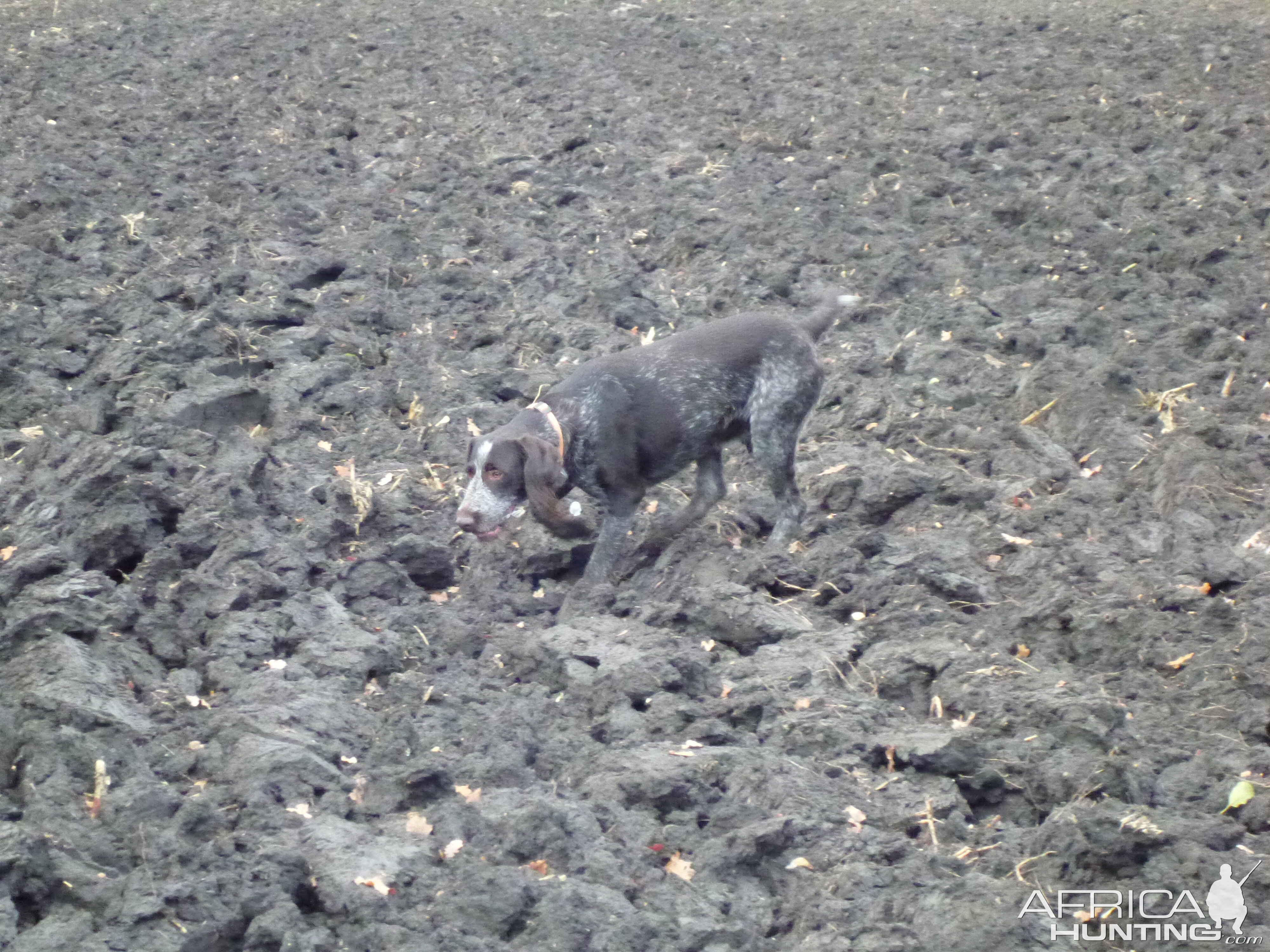 Drahthaar Hunting in France