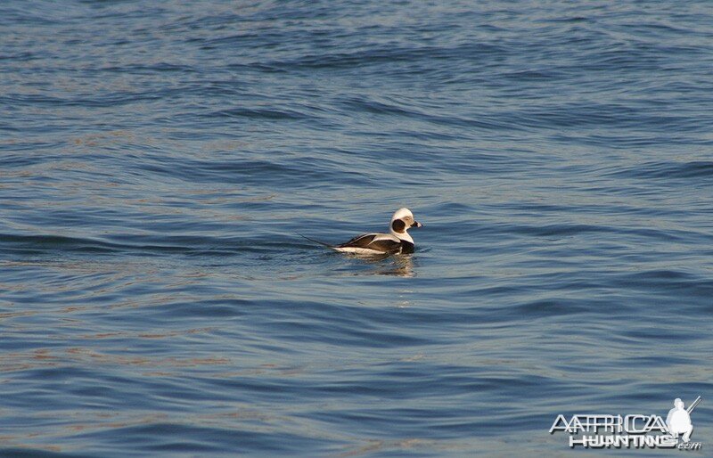 Drake Oldsquaw on Lake Ontario