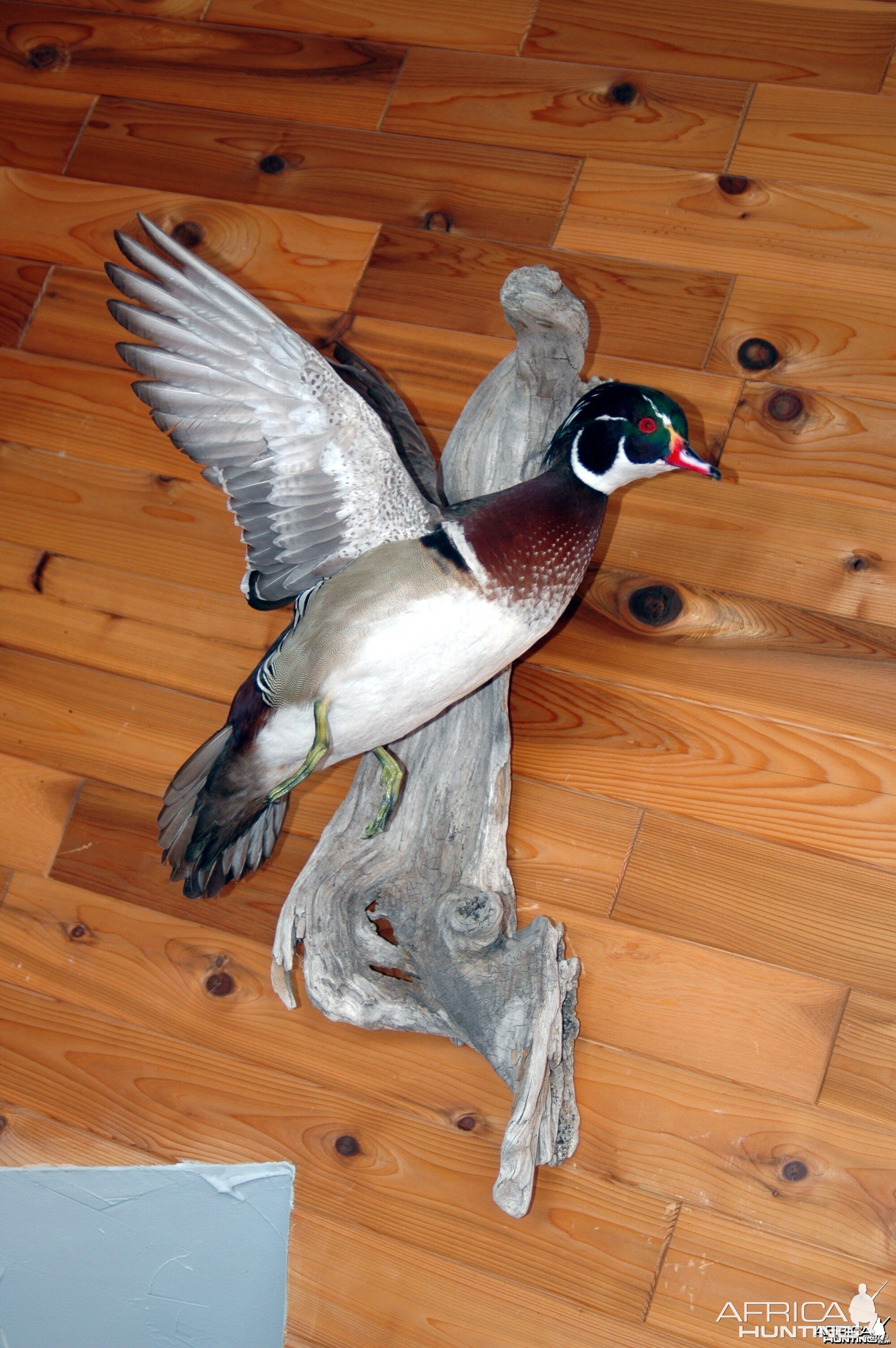 Drake Woodduck