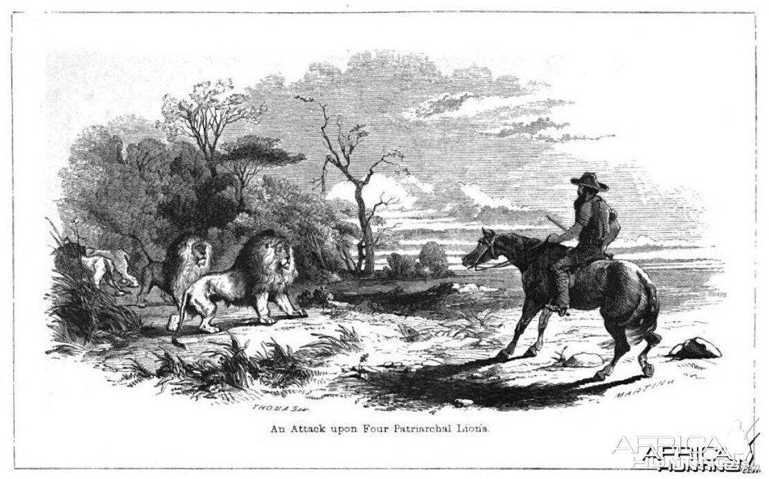 Drawing of Lions by Cumming