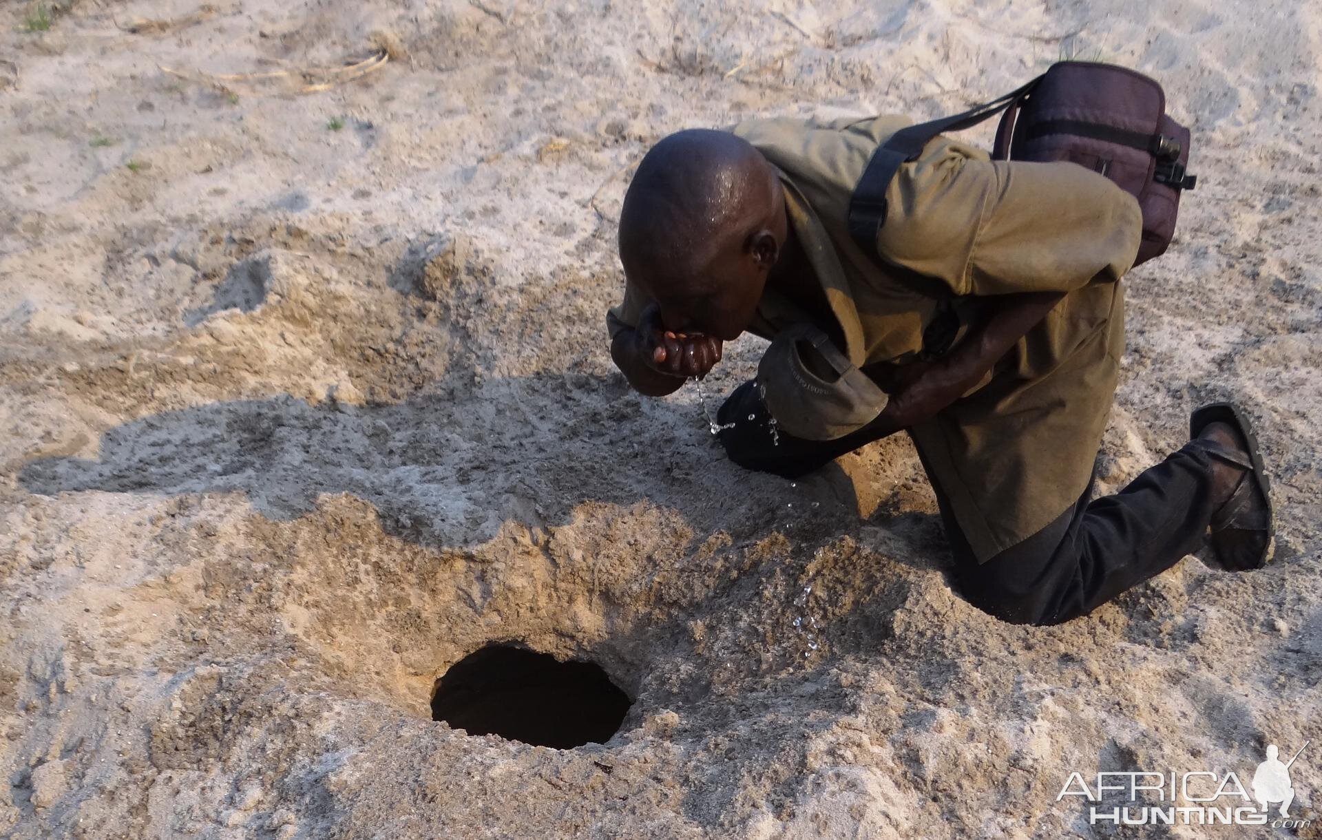 Drinking out of Elephant water hole Tanzania