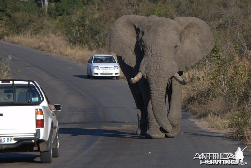 Drive left... Kruger National Park