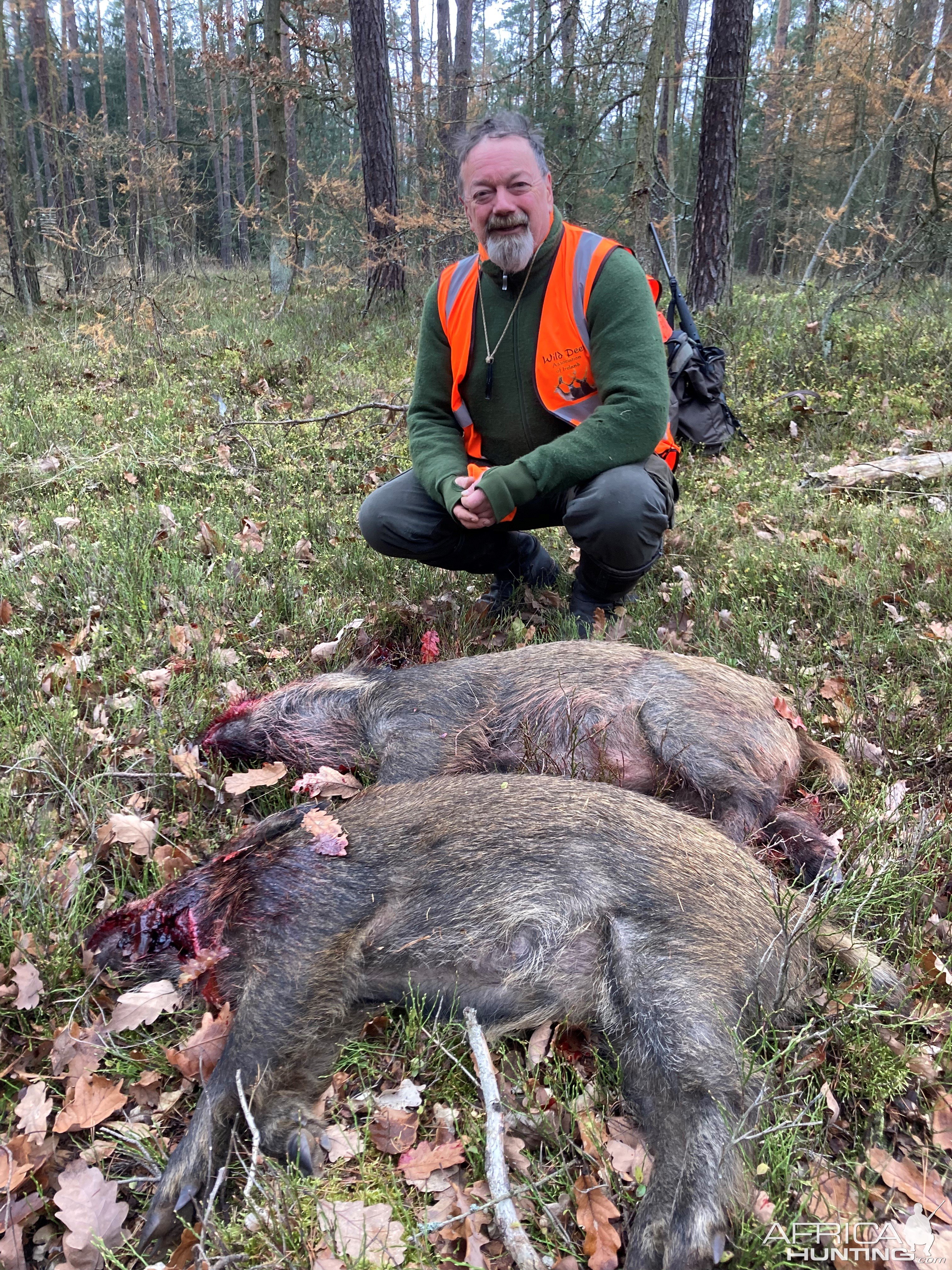 Driven Boar Hunt In Czech Republic