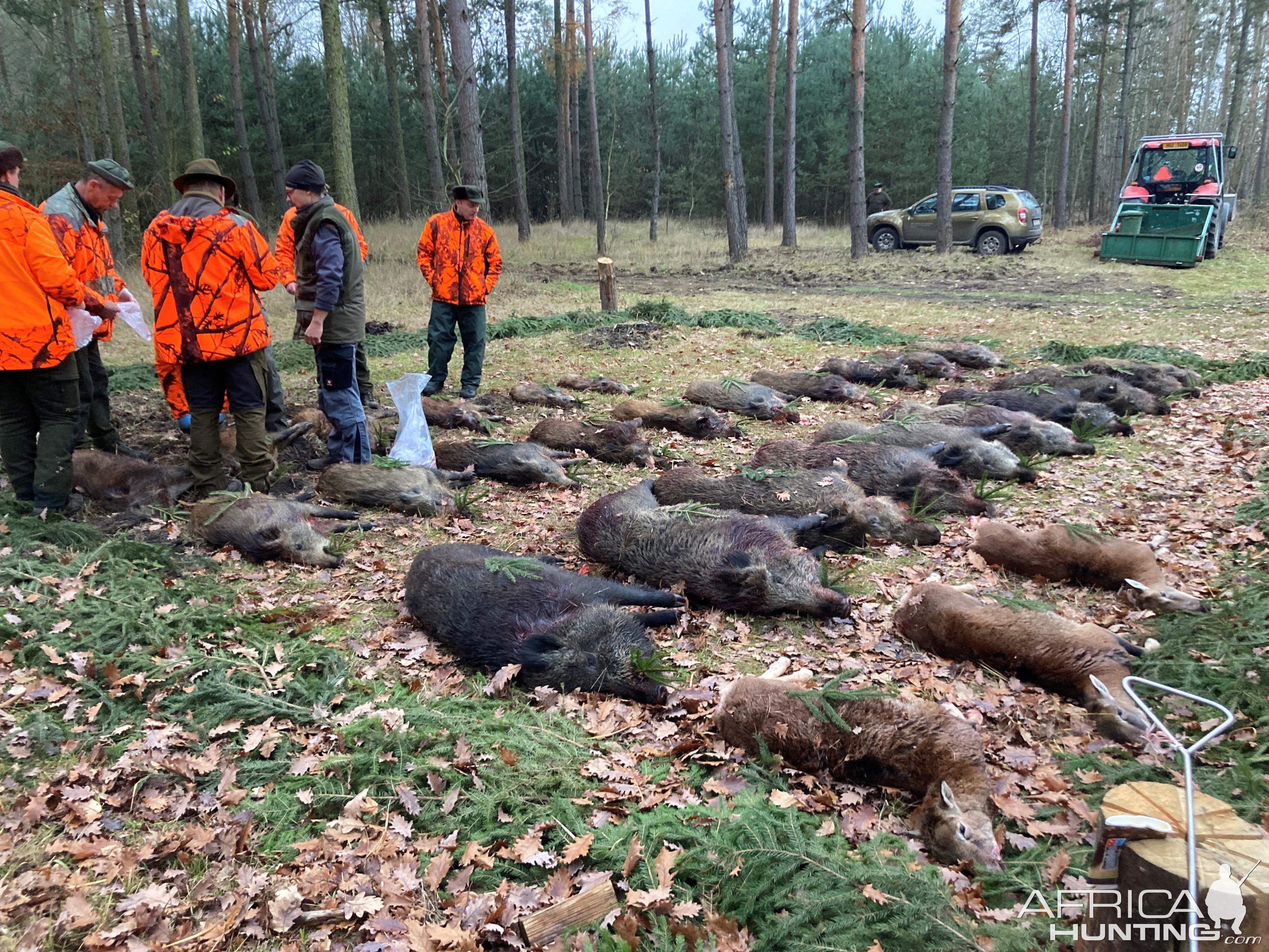 Driven Boar Hunt In Czech Republic