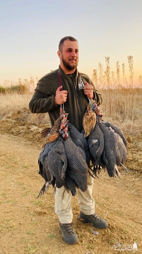 Driven Guineafowl South Africa