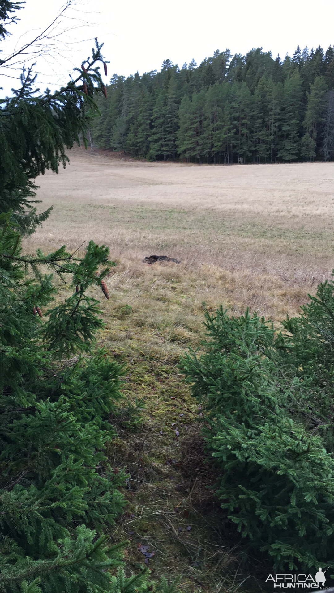 Driven Hunt Boar in  Sweden