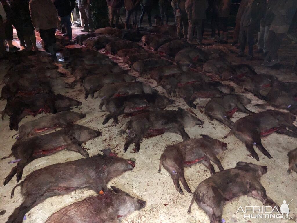 Driven Wild Boar Hunt In France