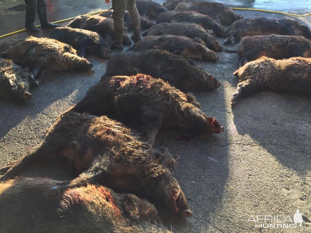 Driven Wild Boar Hunt In France