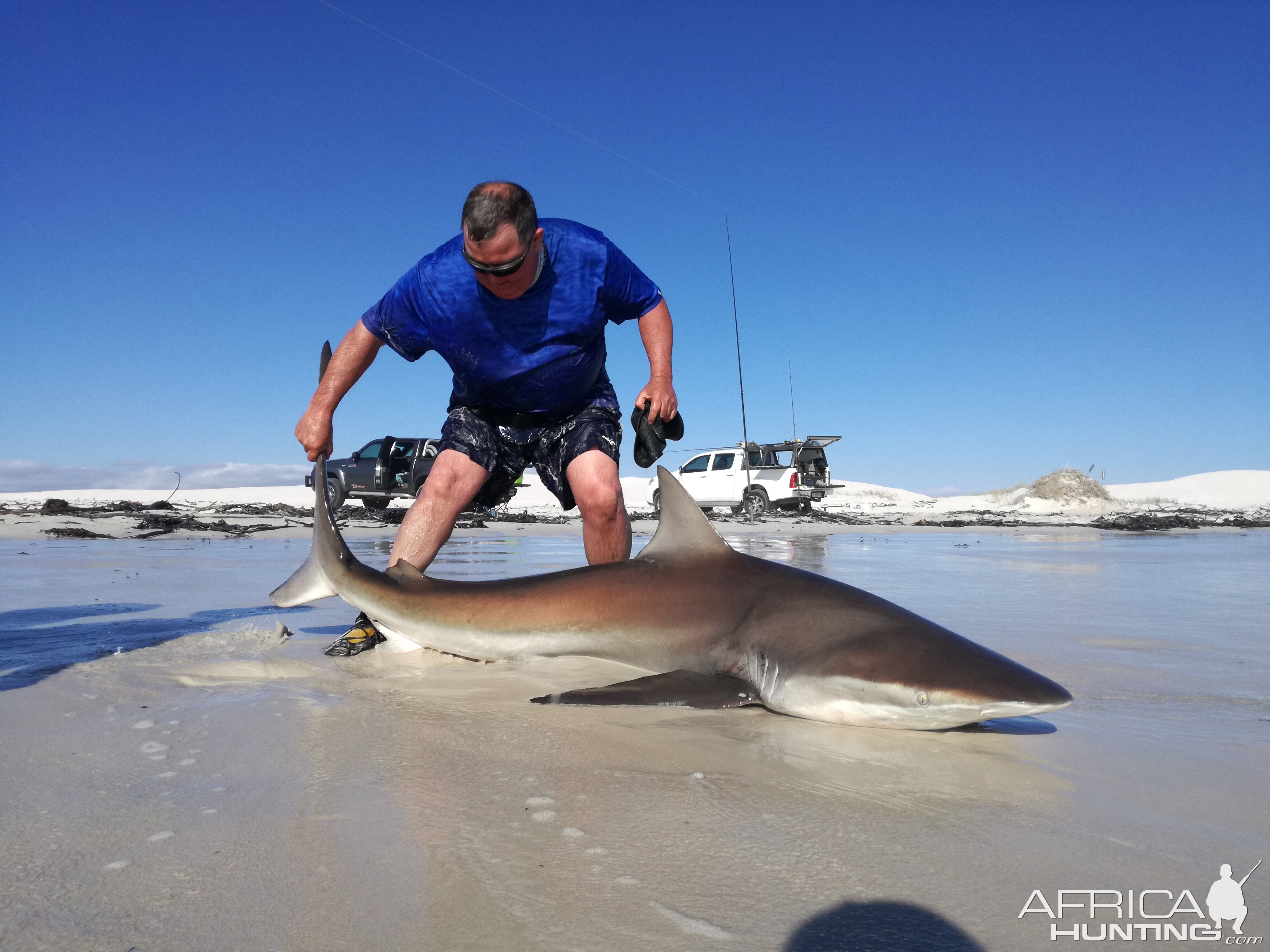 Drone-fishing for Bronze Whalers at Gansbaai, South Africa