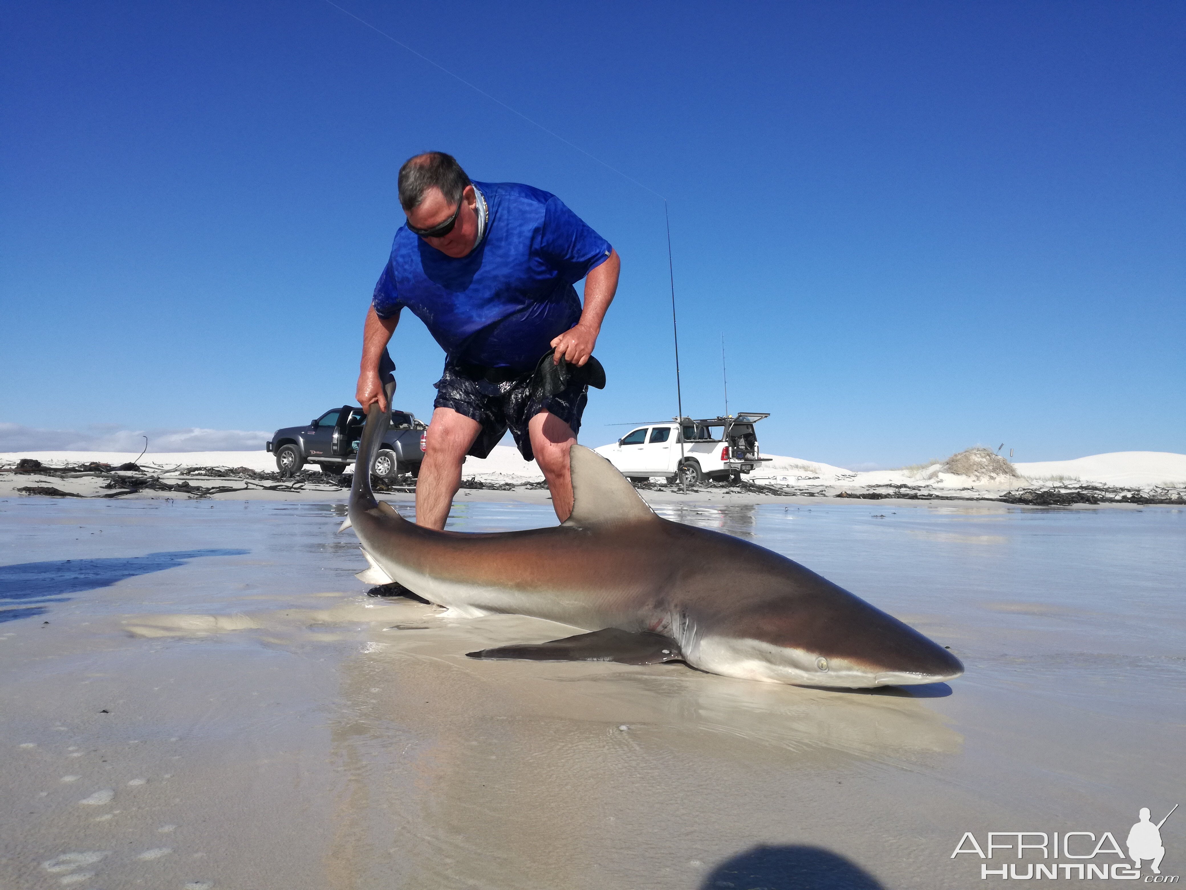 Drone-fishing for Bronze Whalers at Gansbaai, South Africa