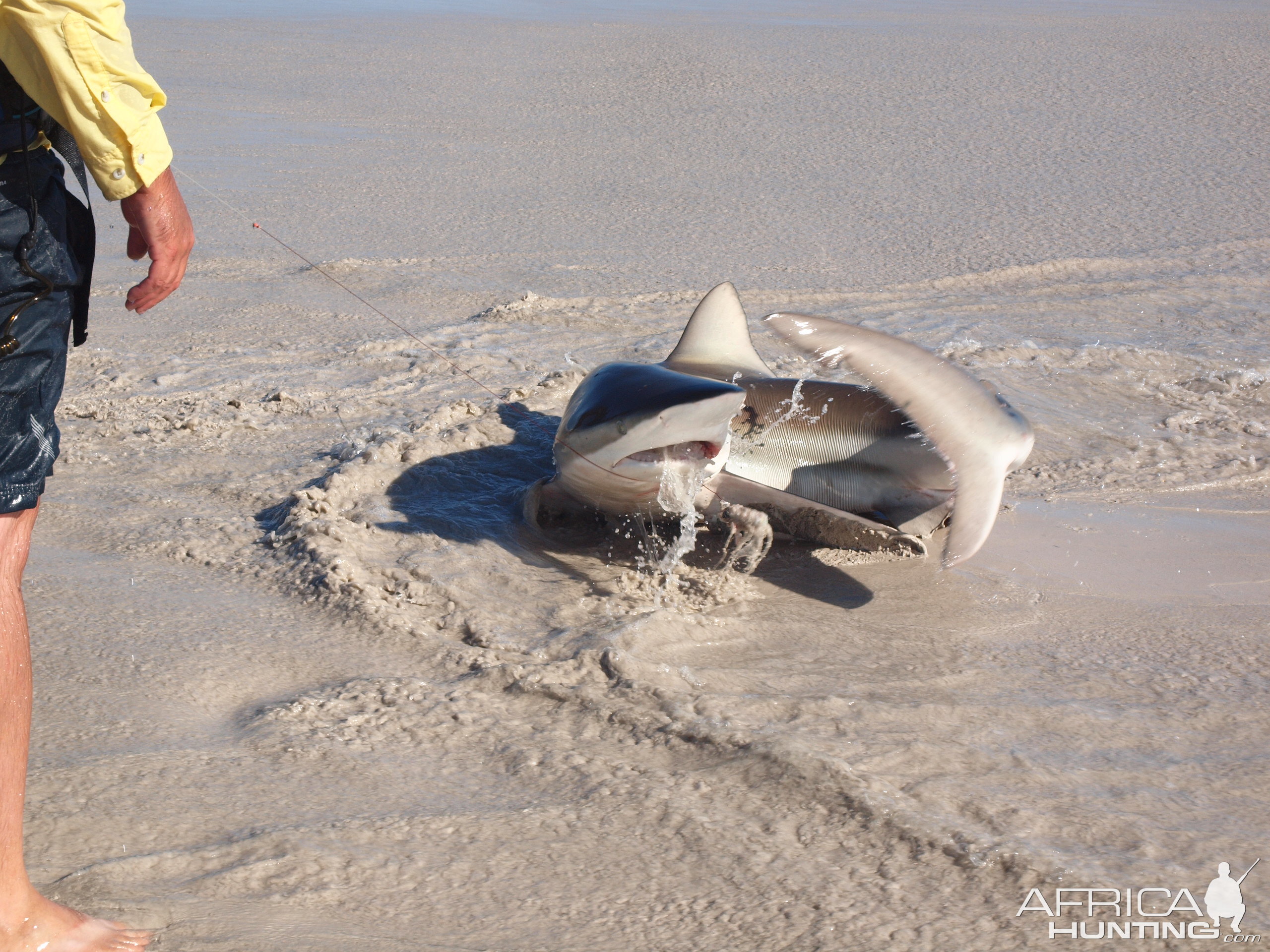 Drone-fishing for Bronze Whalers at Gansbaai, South Africa