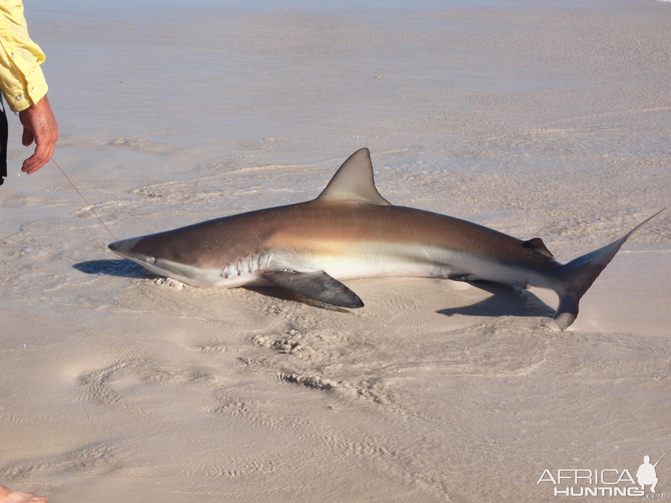 Drone-fishing for Bronze Whalers at Gansbaai, South Africa