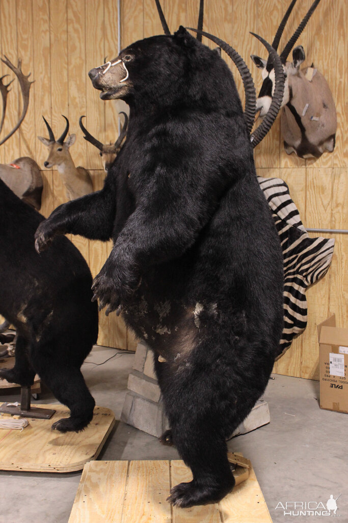 Drying In Taxidermy Studio Jim & Eva Shockey 577 & 510lb Black Bear