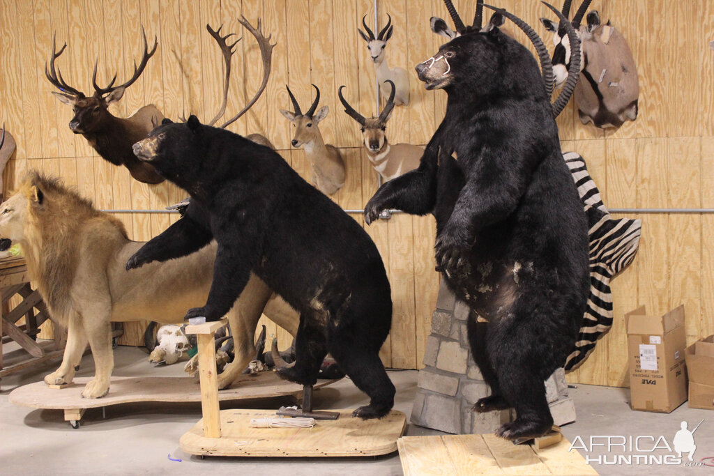 Drying In Taxidermy Studio Jim & Eva Shockey 577 & 510lb Black Bear