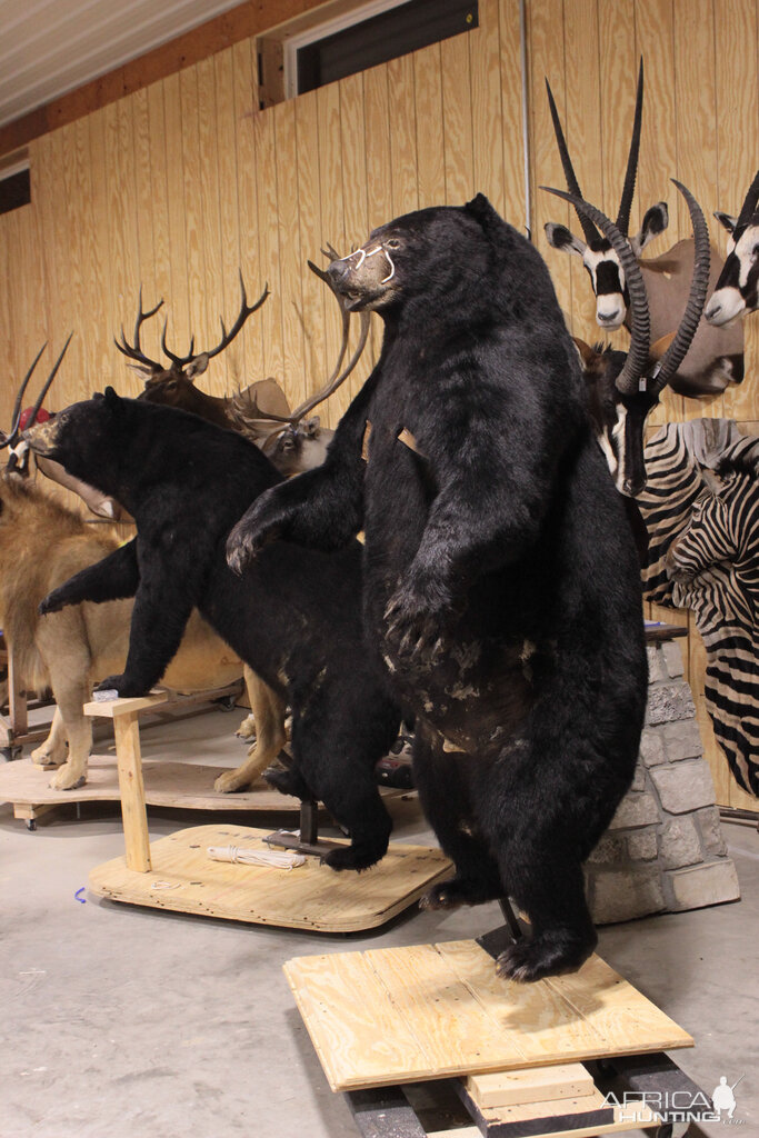 Drying In Taxidermy Studio Jim & Eva Shockey 577 & 510lb Black Bear