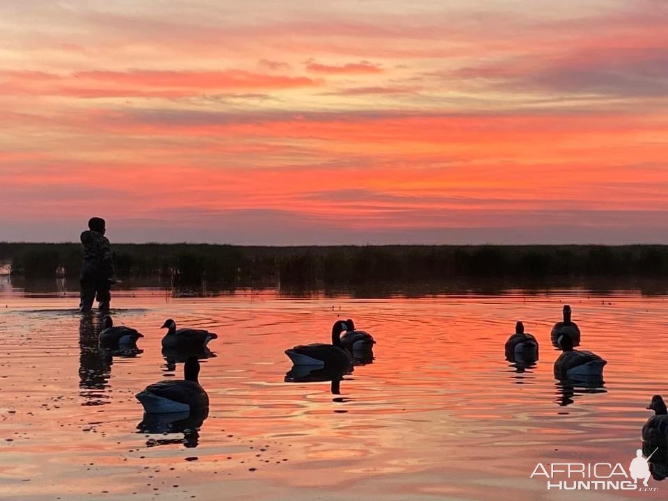 Duck Decoys